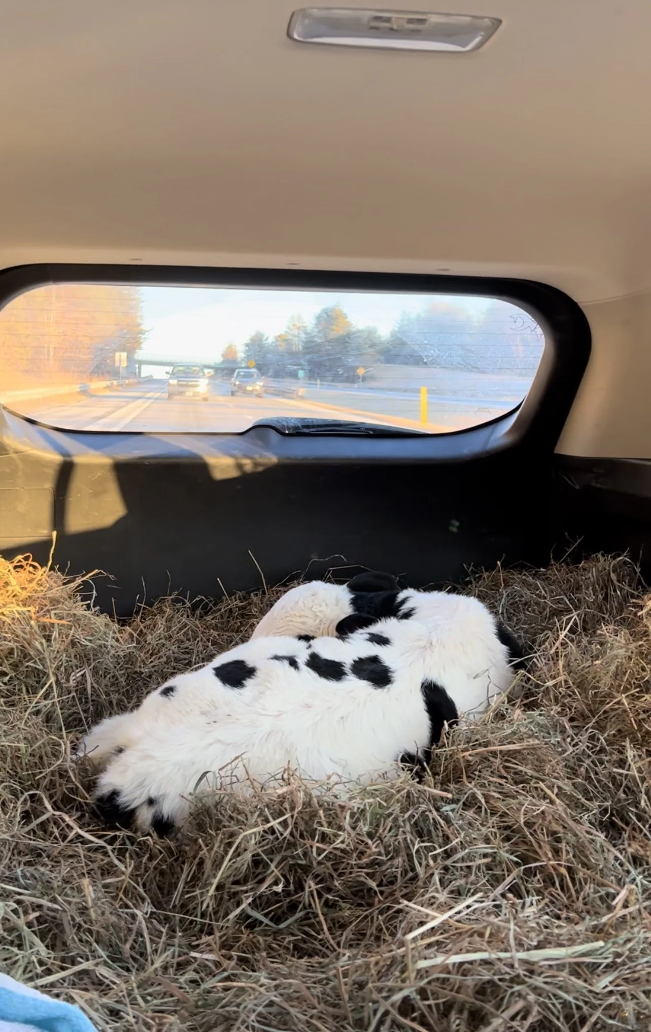 Cove in the Rav on transport day