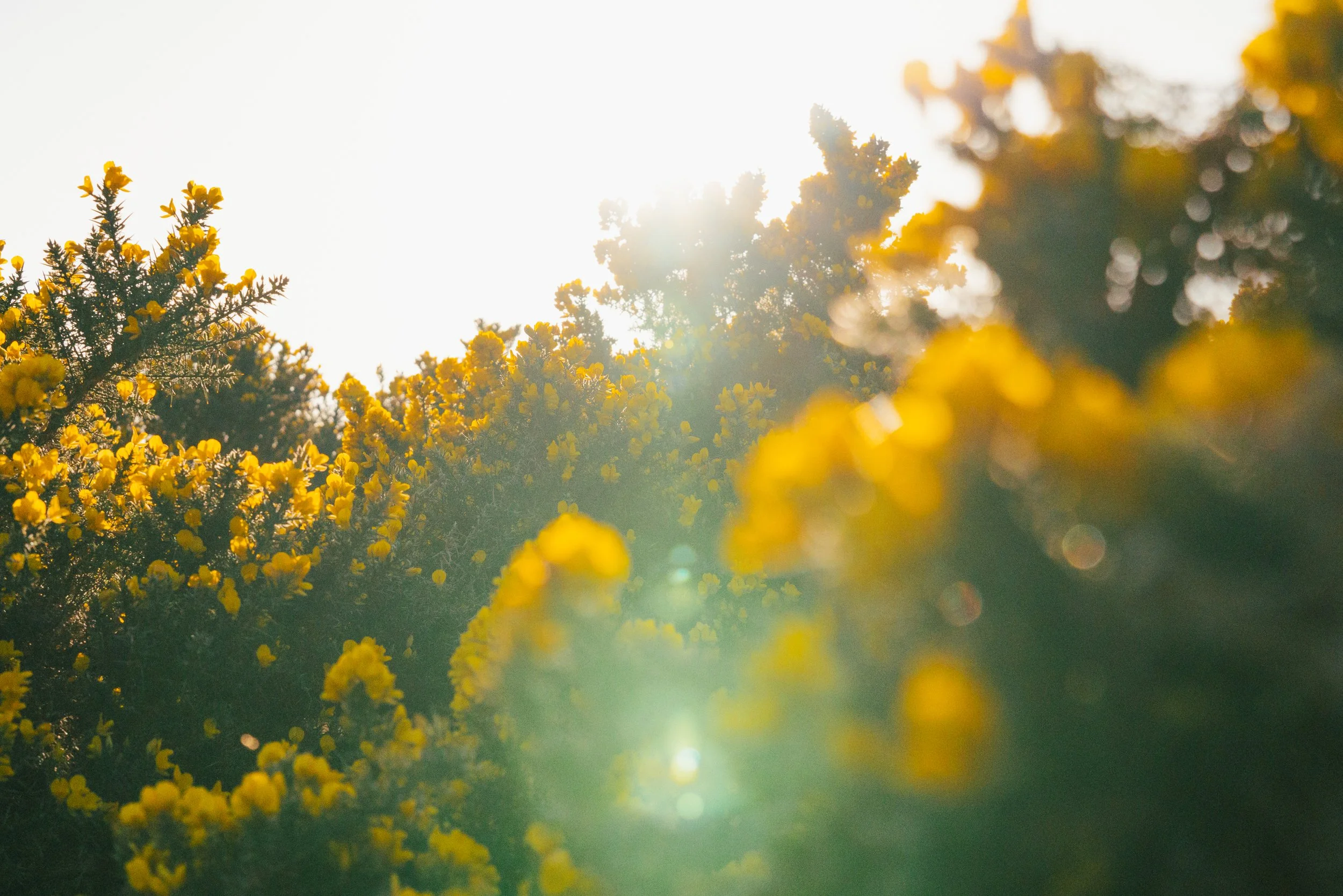 Cow Hill Hall Project Update