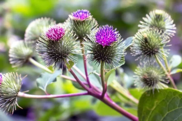 April 2026: Burdock