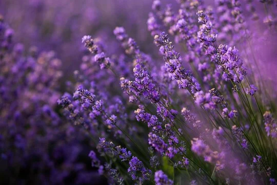 Lavender may help you with:
Anxiety, stress, and depression
Insomnia 
Headaches
Muscle and joint pain
Menstrual cramps
Wound healing
Skin infections (acne, eczema, psoriasis)
Yeast infections
Digestive issues