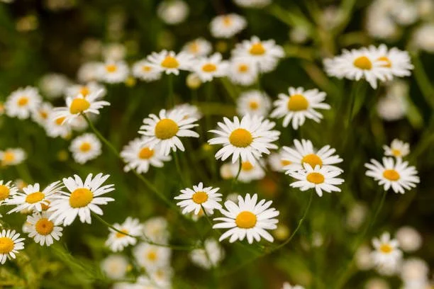March 2026: Chamomile