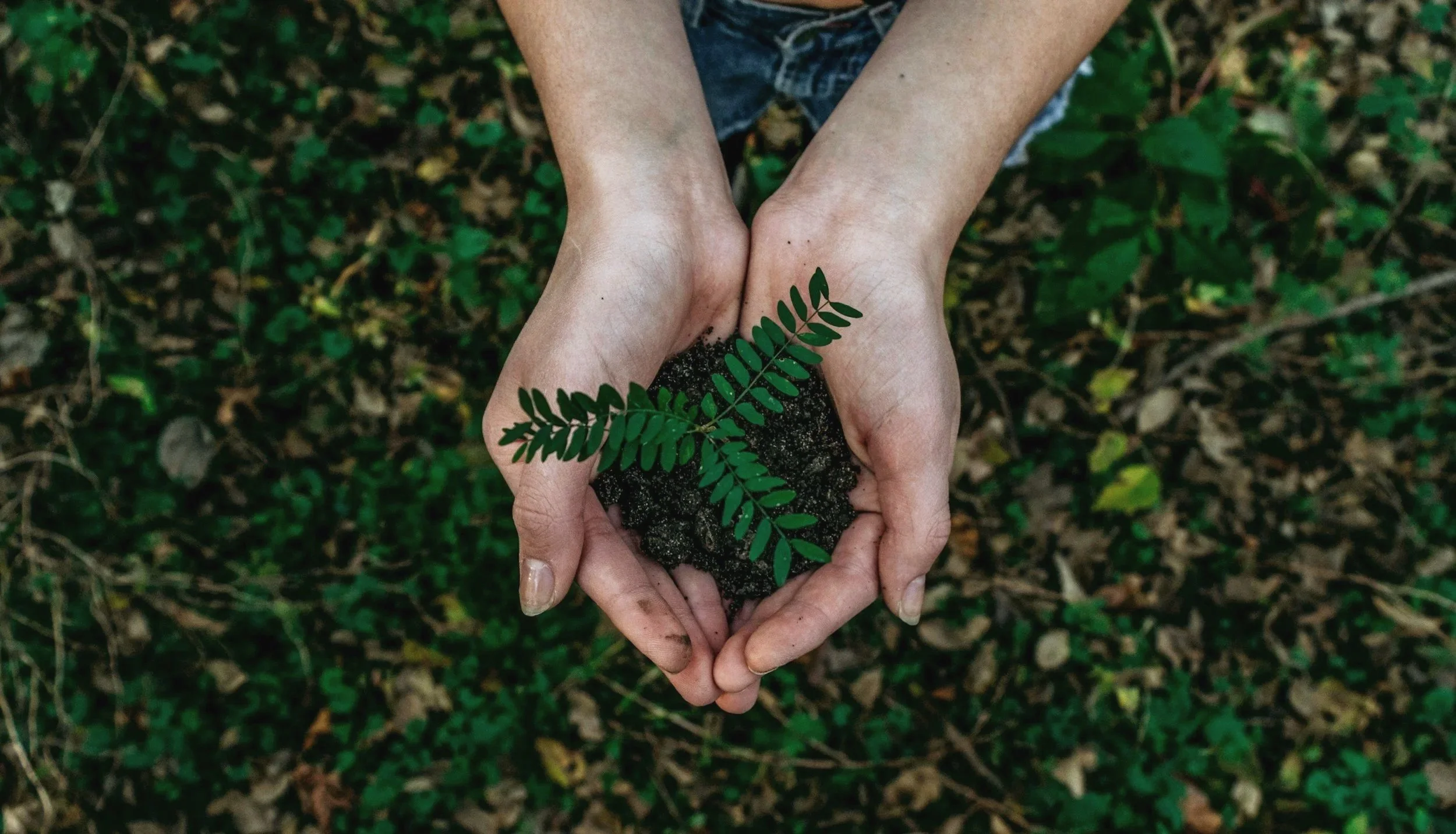 Photo of a pair of hands cupped to hold dirt with a small plant growing in it