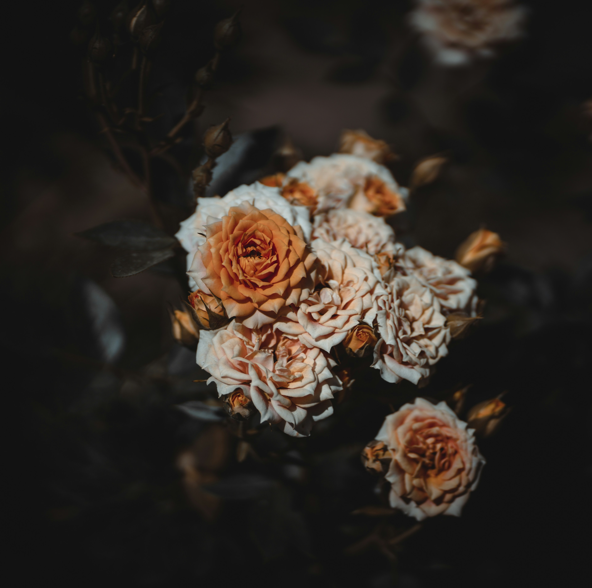 Close-up of cream and orange roses with dark background.