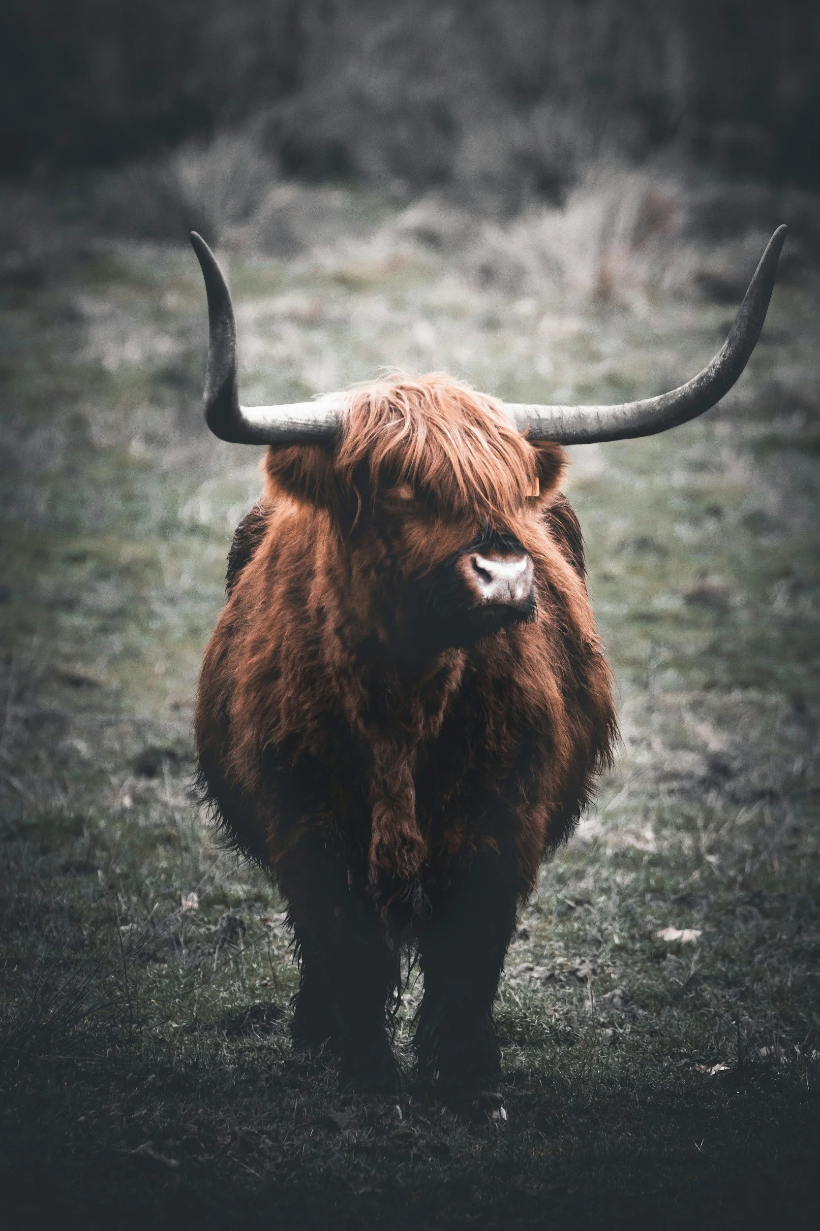 A brown Highland cow standing in a grassy field
