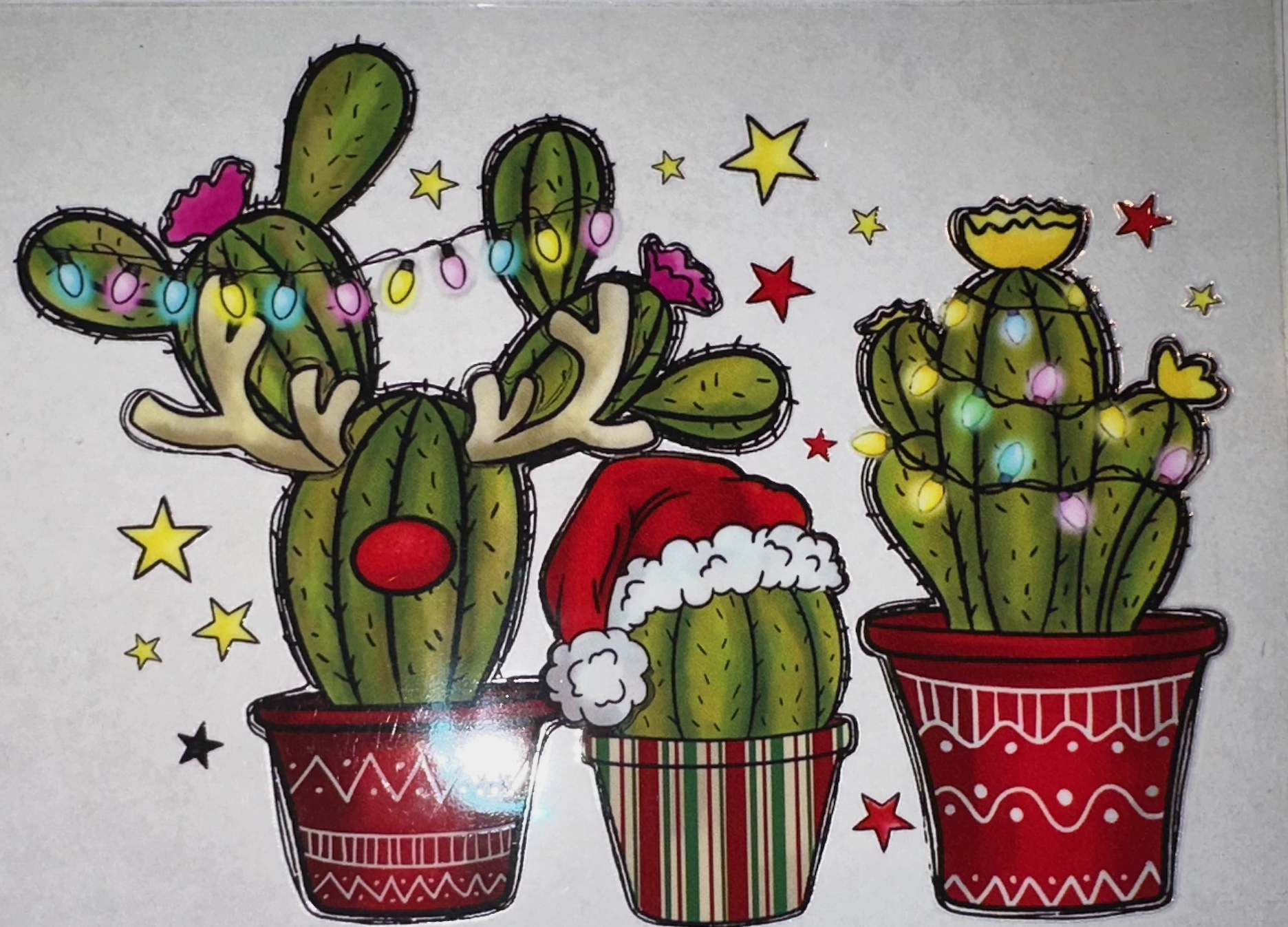 Holiday Cacti