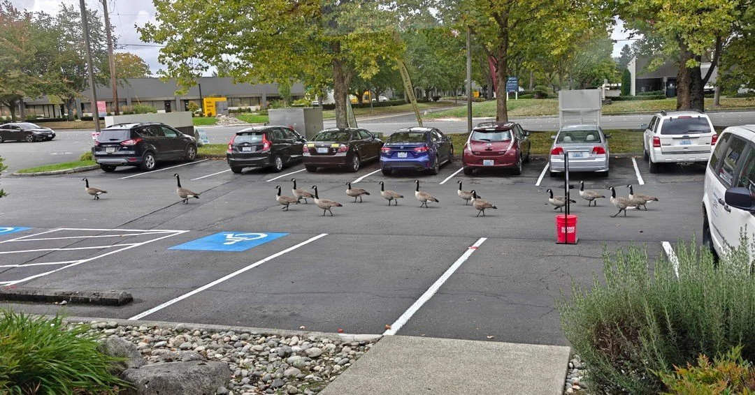 Just another day at gamecenter
🦆 🪿 🦆 🪿 🦆 🪿 🦆