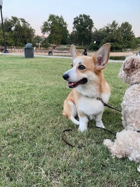 Fun Things to Do with Your Puppy in Dallas