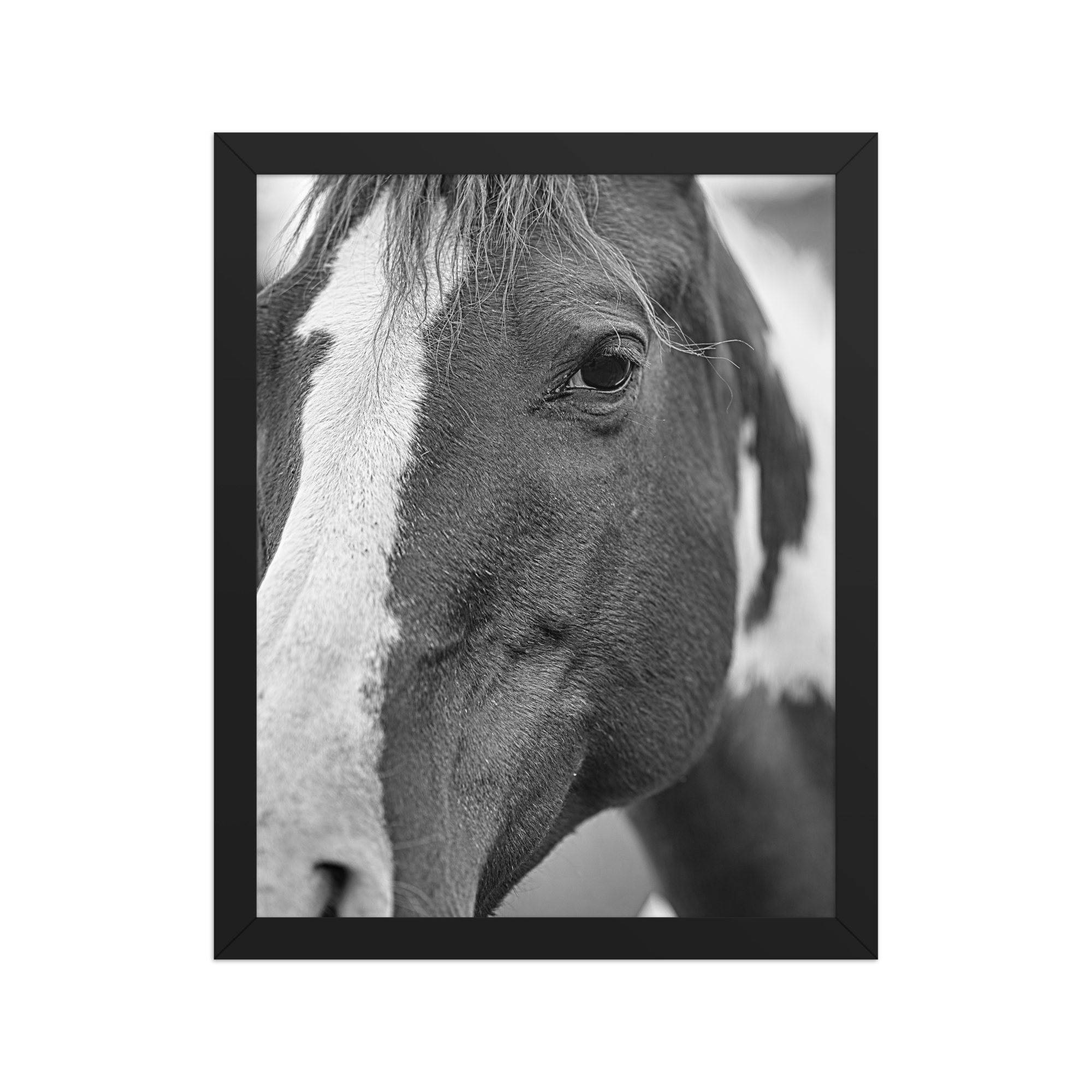 premium-luster-photo-paper-framed-poster-(in)-black-11x14-front-6a1db6b25d51a.png