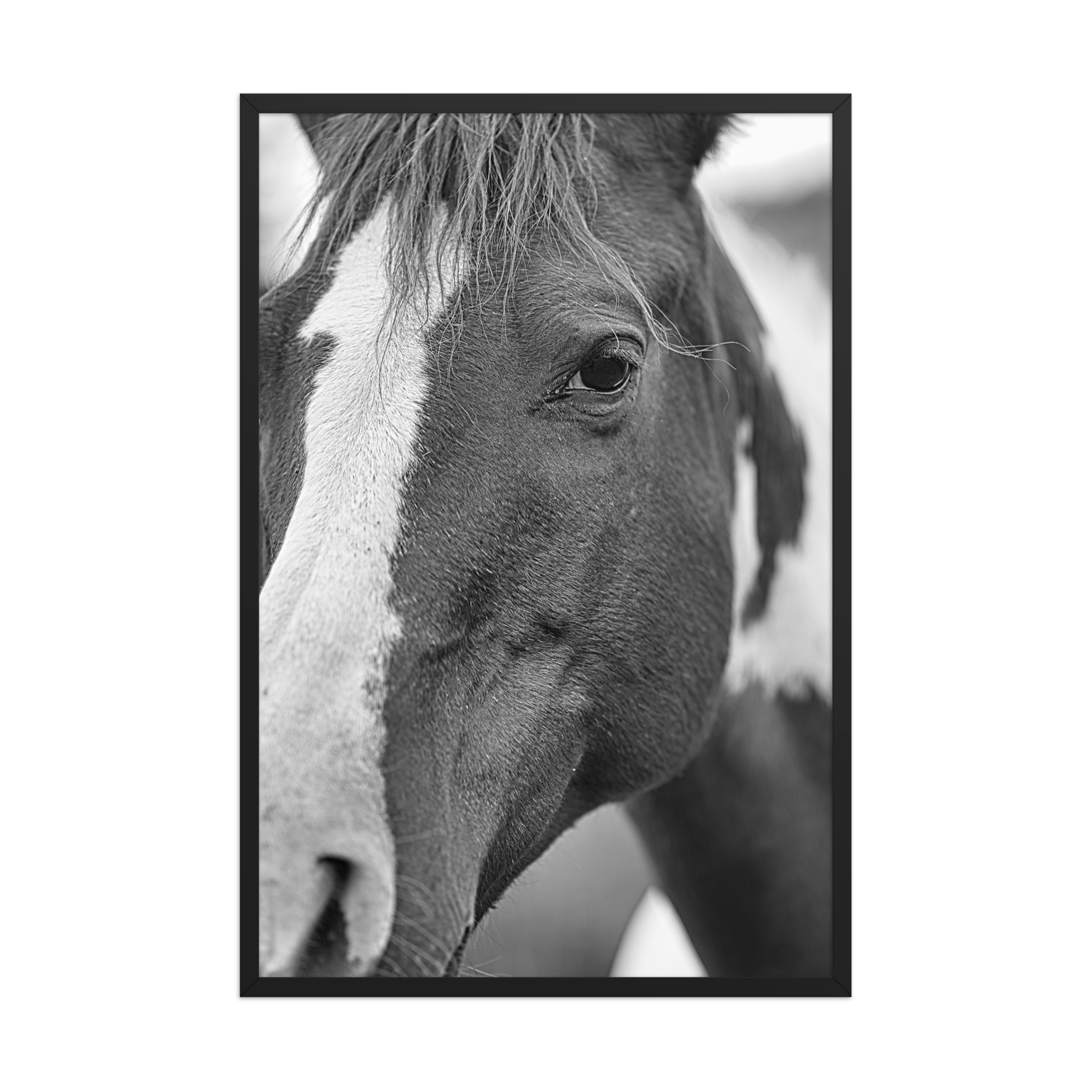 premium-luster-photo-paper-framed-poster-(in)-black-24x36-front-6a1db6b25e46f.png