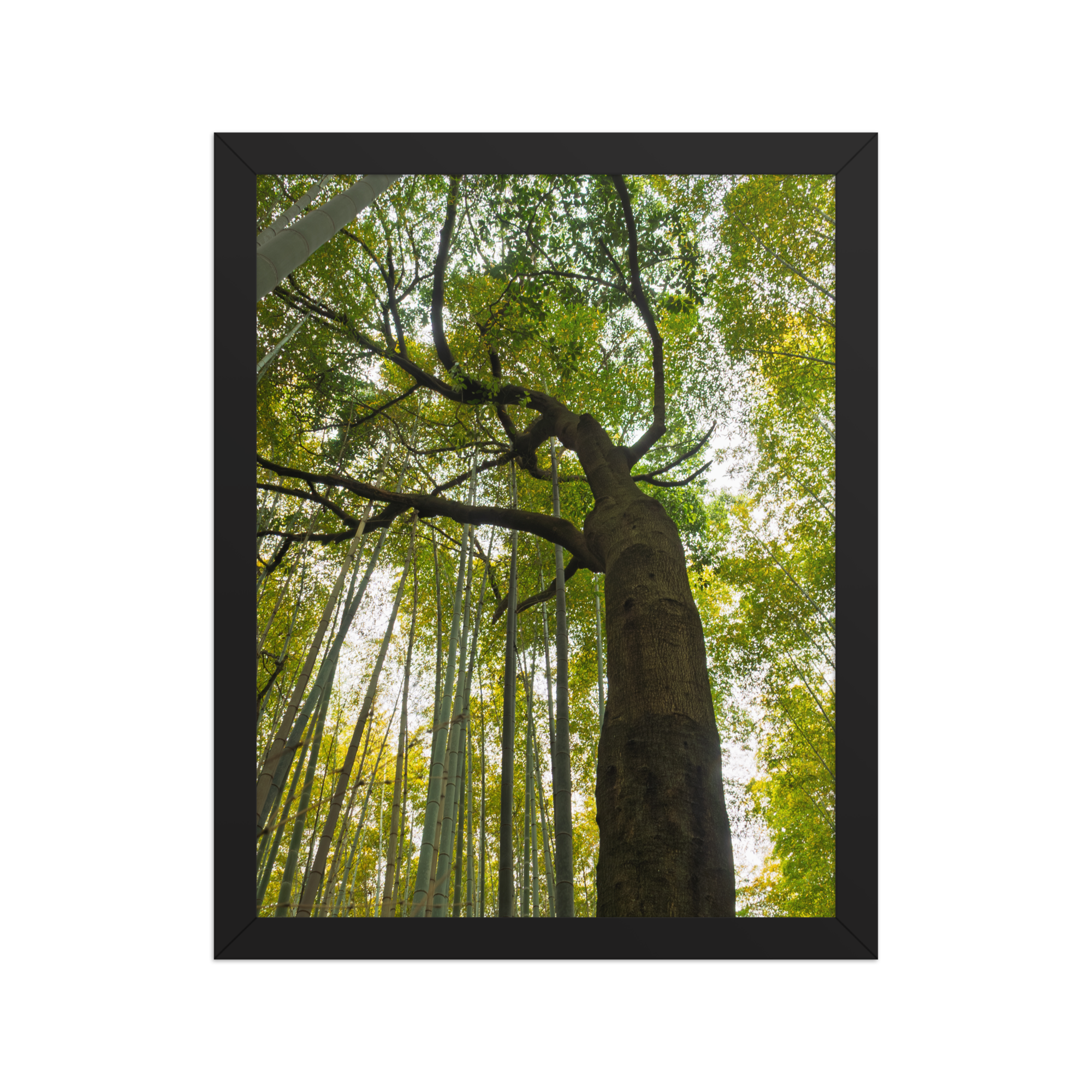 premium-luster-photo-paper-framed-poster-(in)-black-11x14-front-6a2058606d43e.png