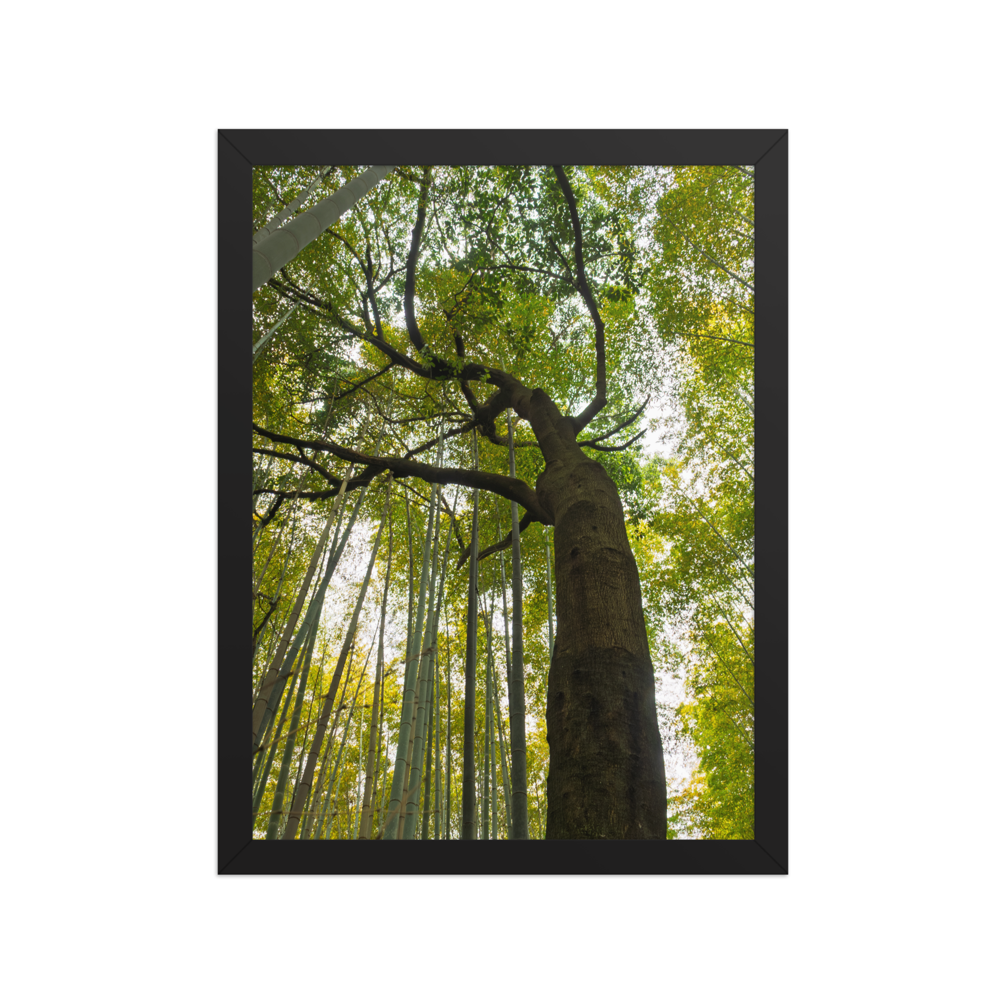 premium-luster-photo-paper-framed-poster-(in)-black-12x16-front-6a2058606b0a9.png