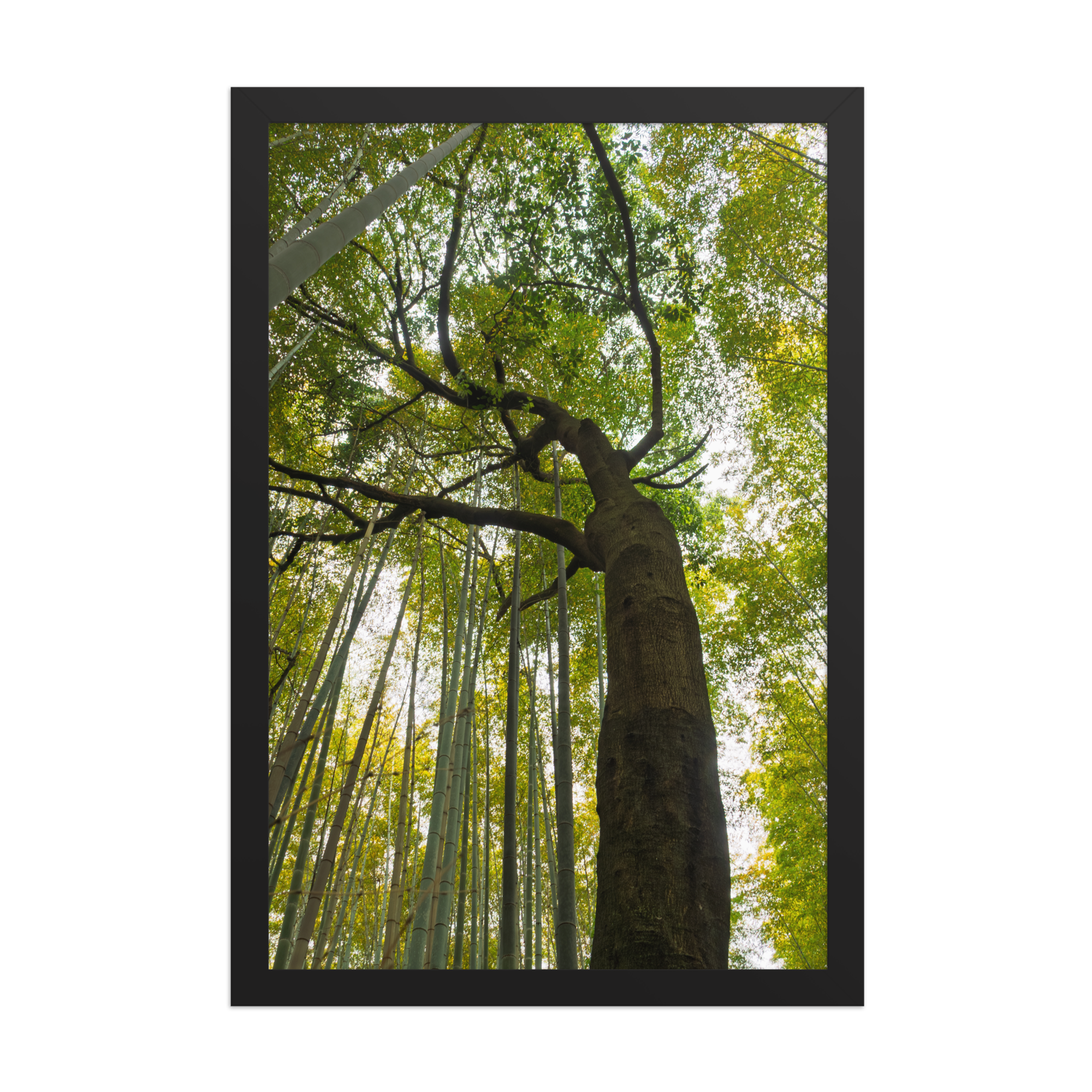 premium-luster-photo-paper-framed-poster-(in)-black-12x18-front-6a2058606bcb0.png