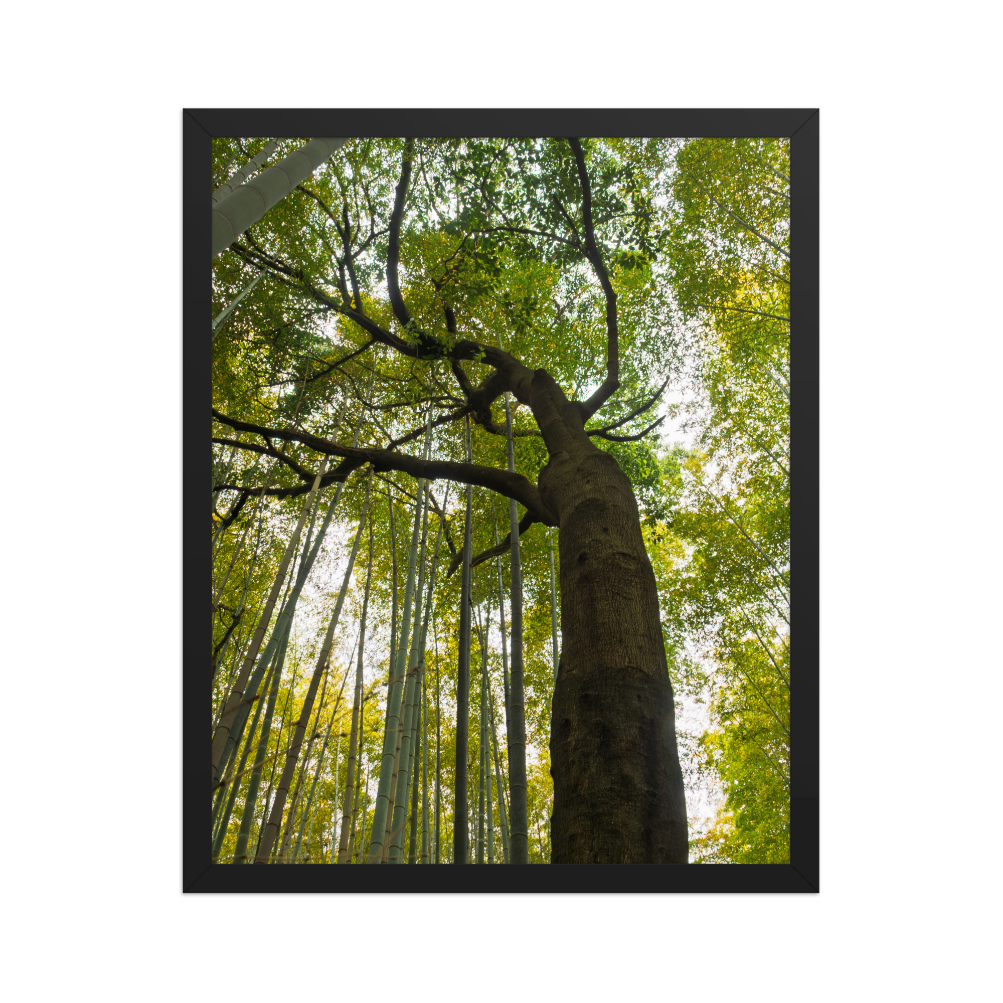 premium-luster-photo-paper-framed-poster-(in)-black-16x20-front-6a2058606c860.png