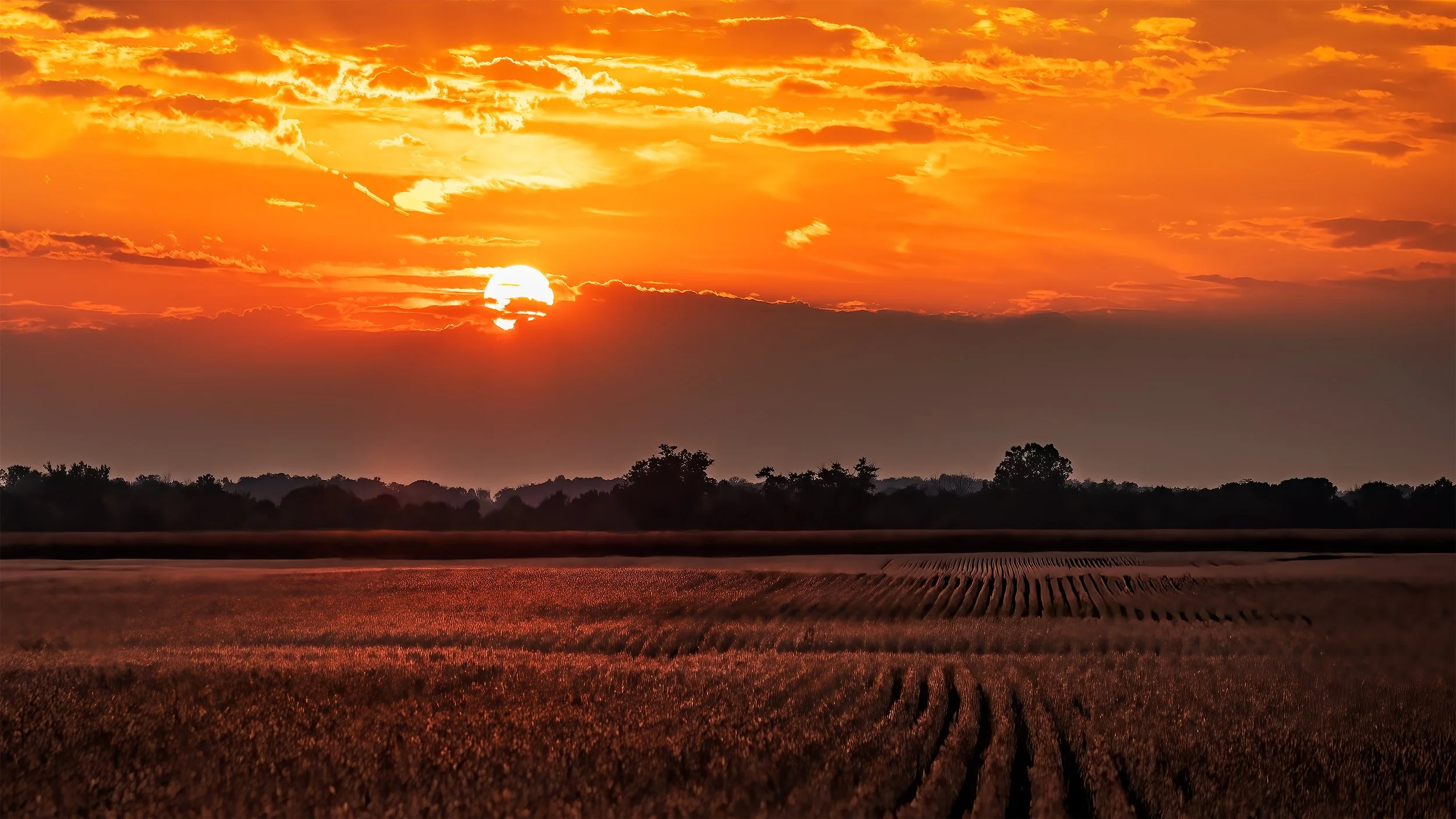 Sunset Over Soy Bean Field