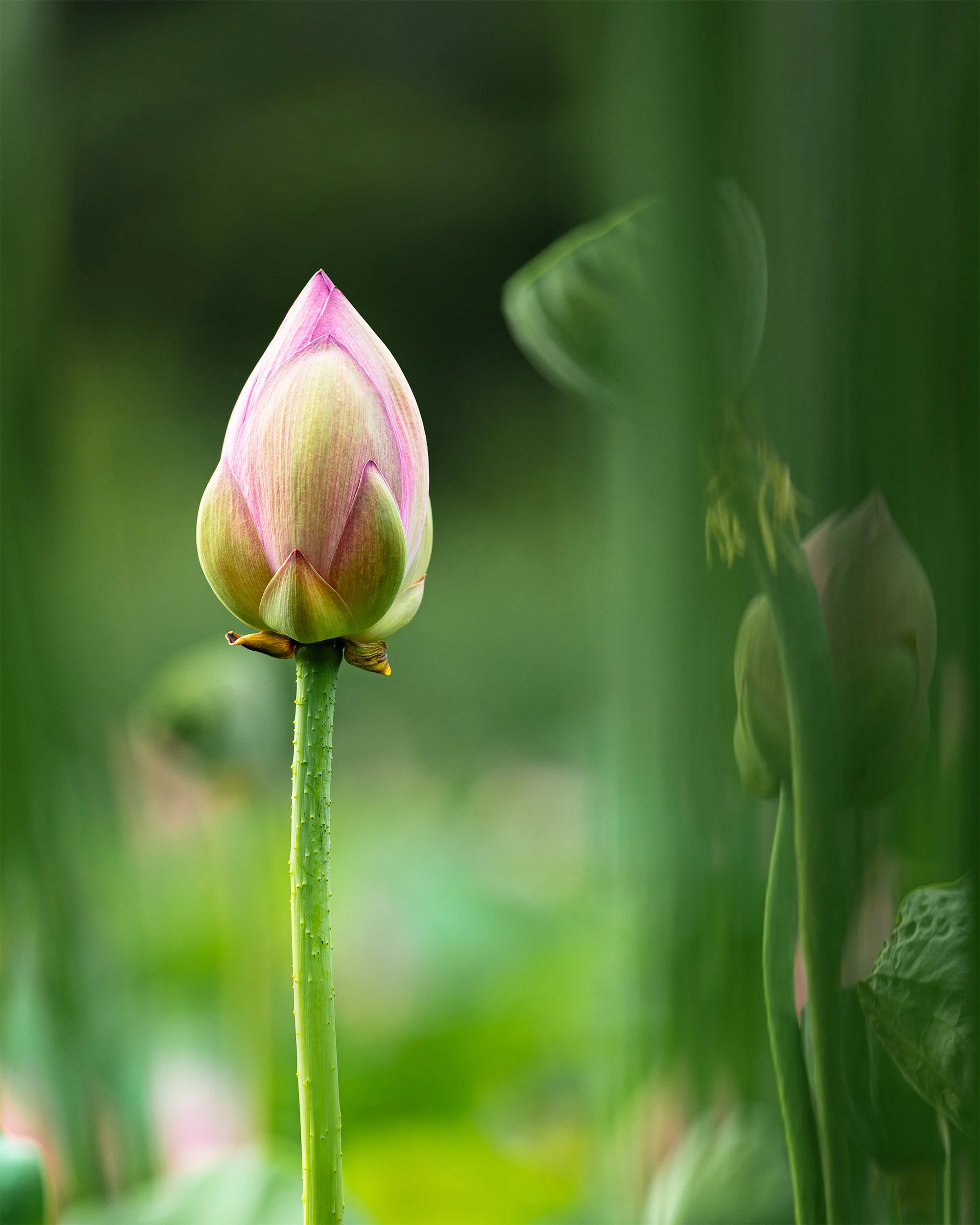 Lotus Bud #1