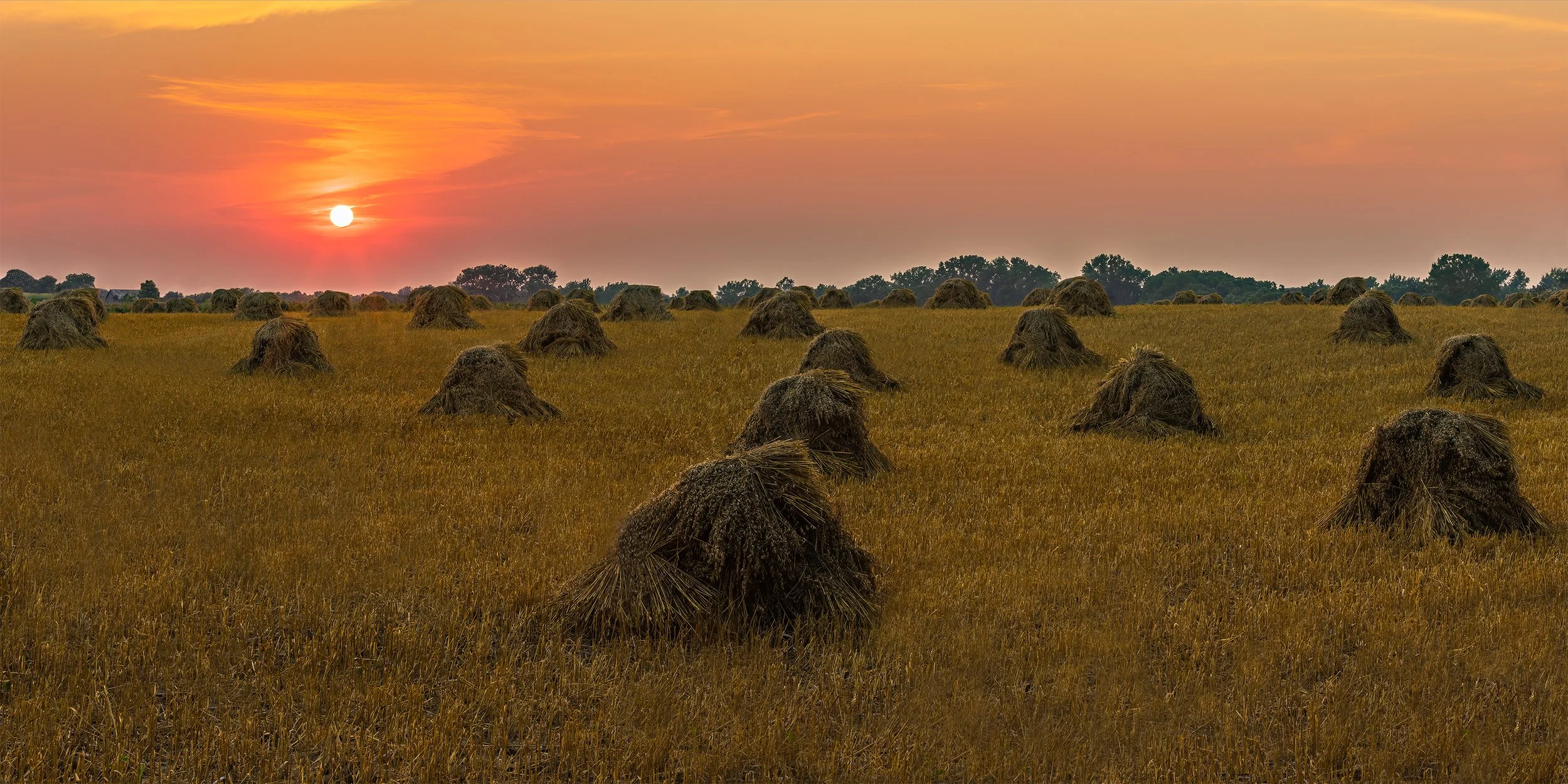 An Amish Oat Harvest