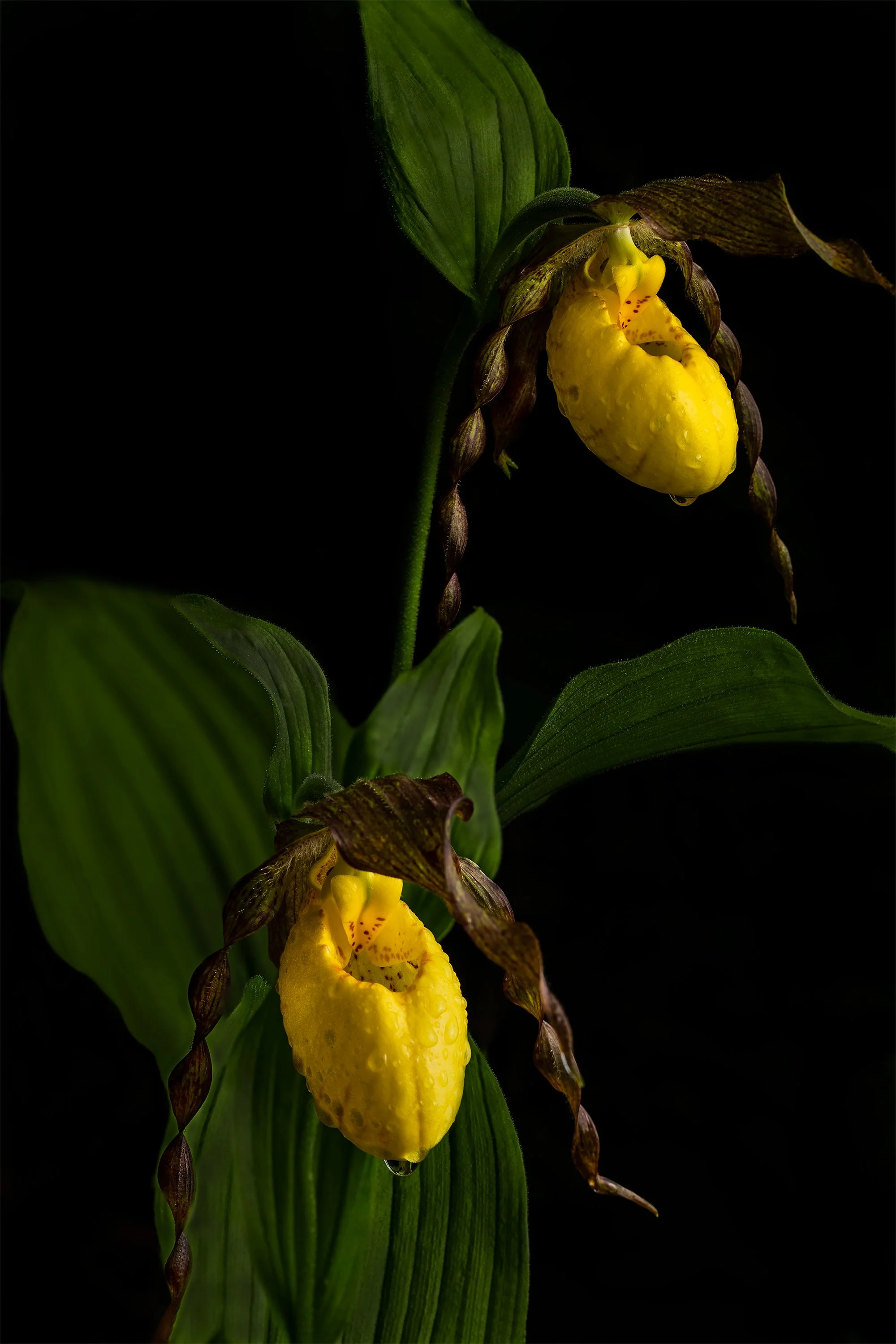 Two Yellow Lady's Slipper Orchid