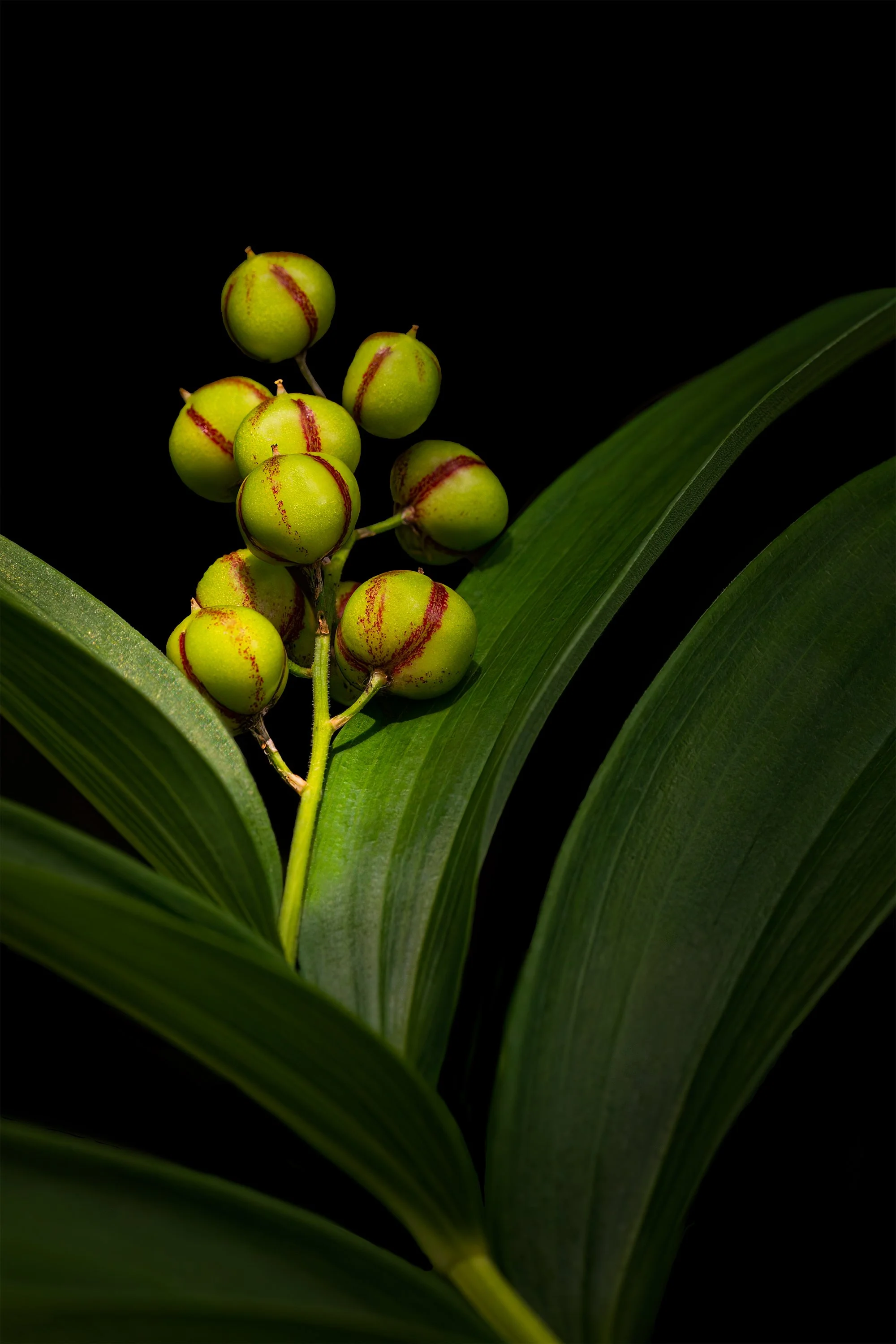 False Solomon's Seal