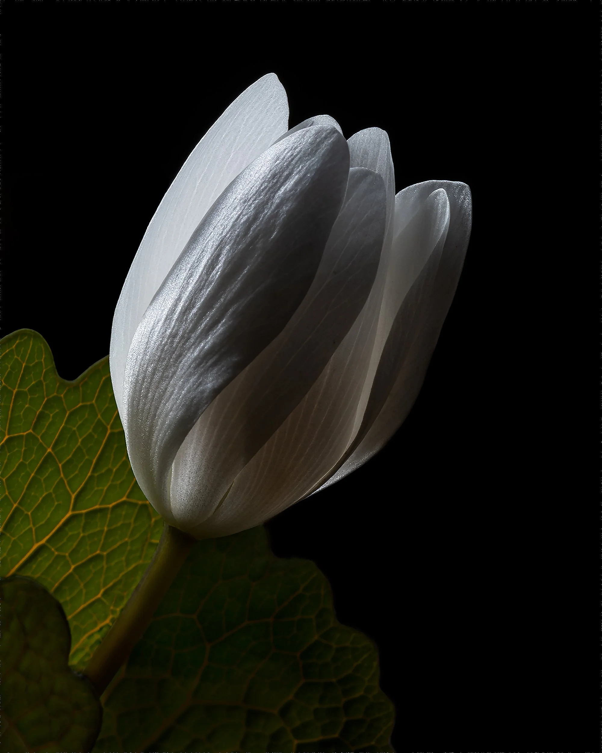 Showy Lady's Slipper and Tulip Poplar