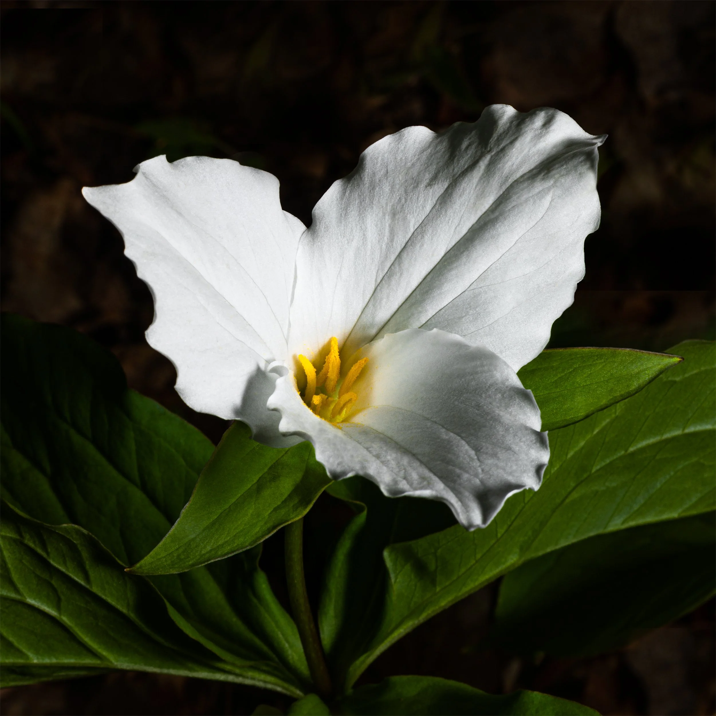 White Trillium #1