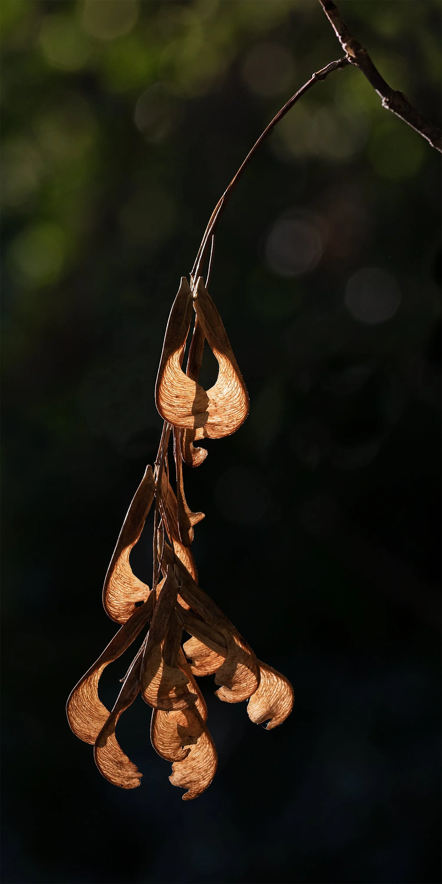 Backlit Boxelder Samaras