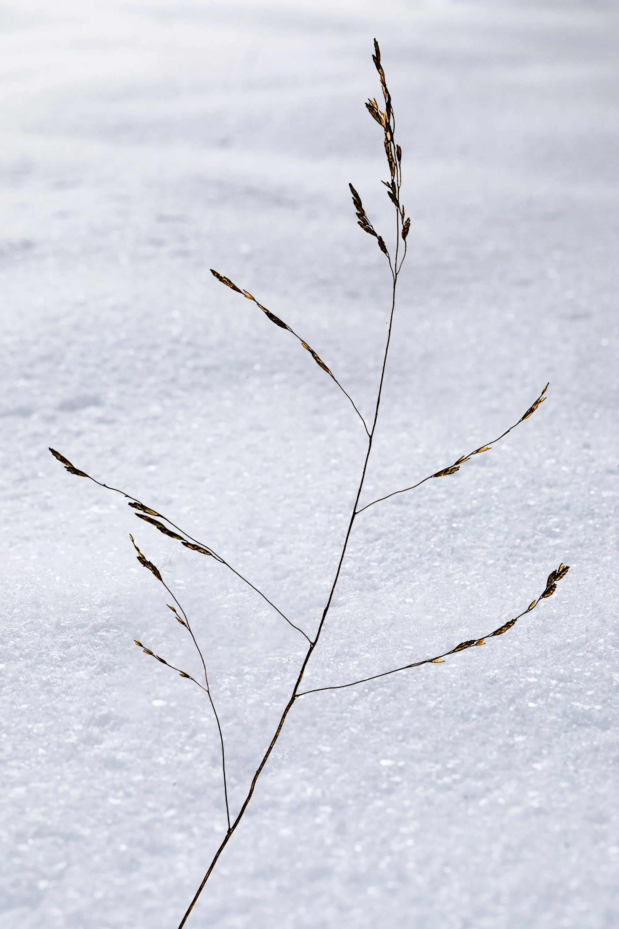 Winter Grasses #1
