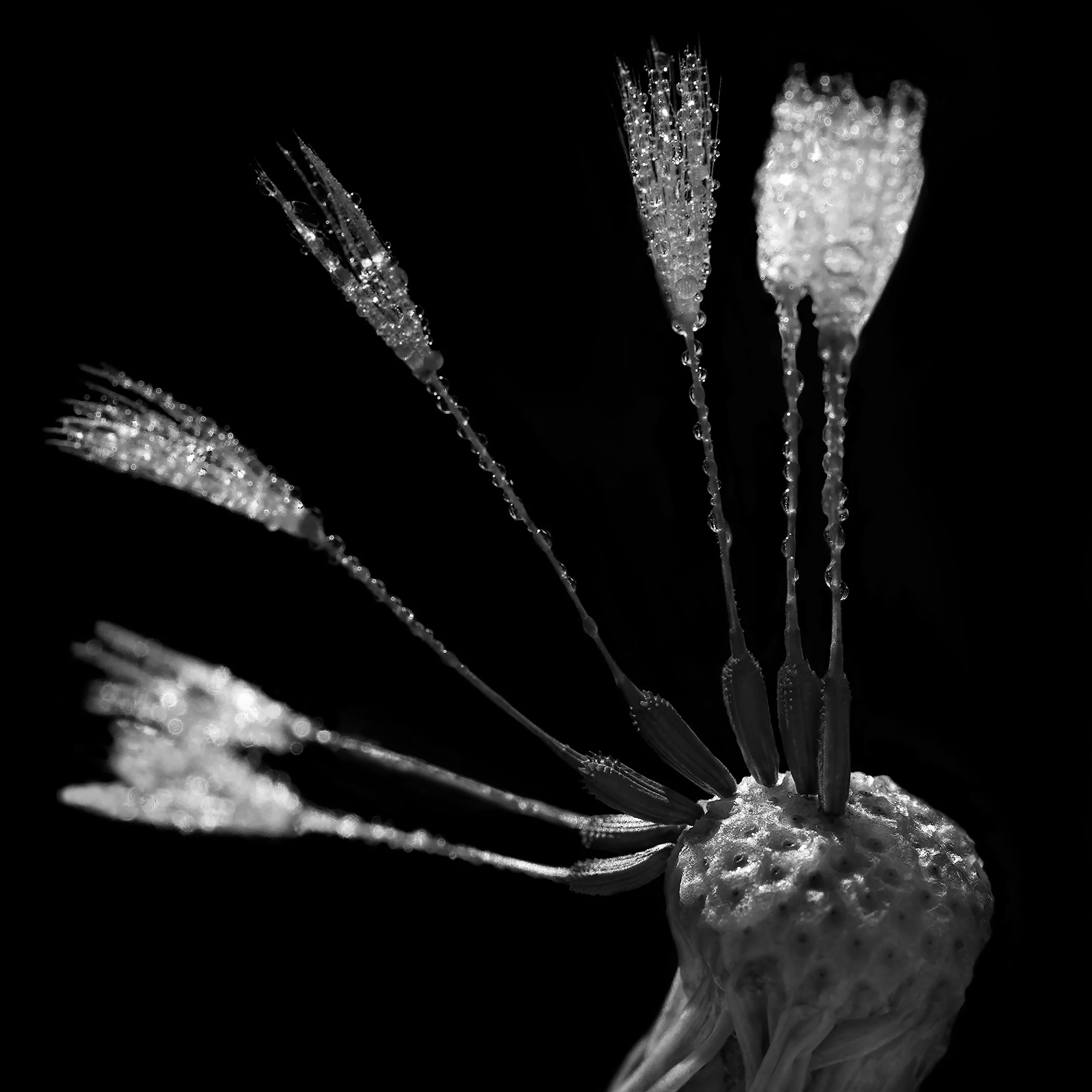 Make-A-Wish Dandelion