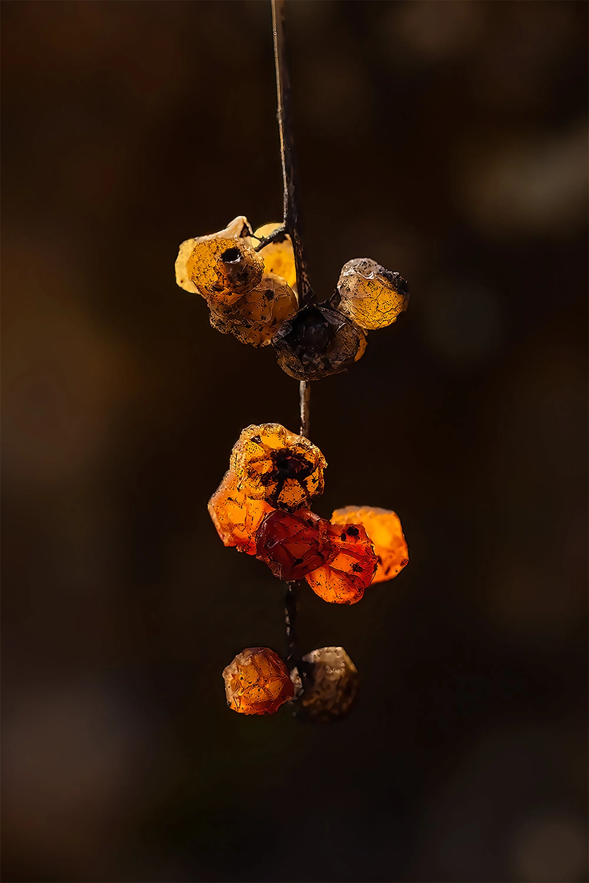 Winter Berries (unknown)