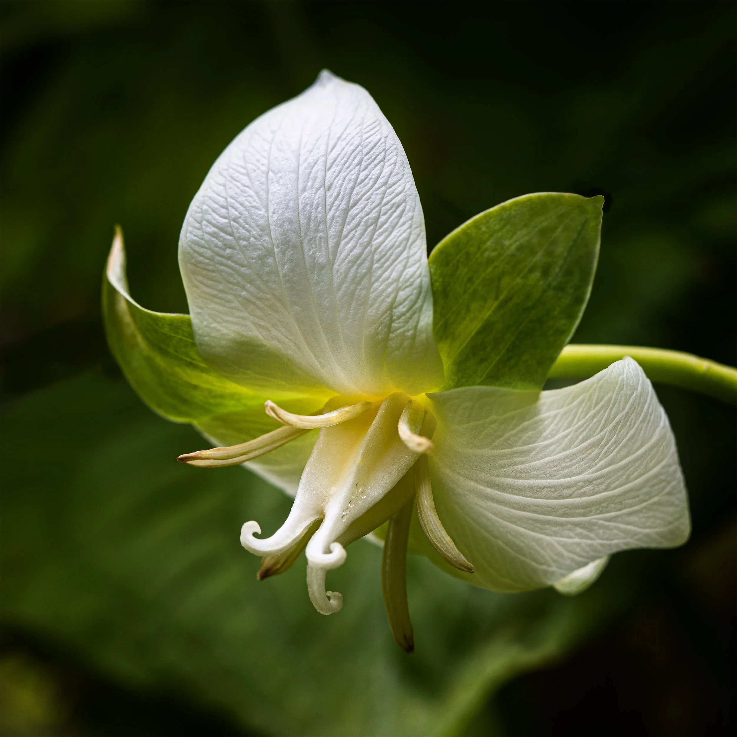 Drooping Trillium, White Form-White Pistil