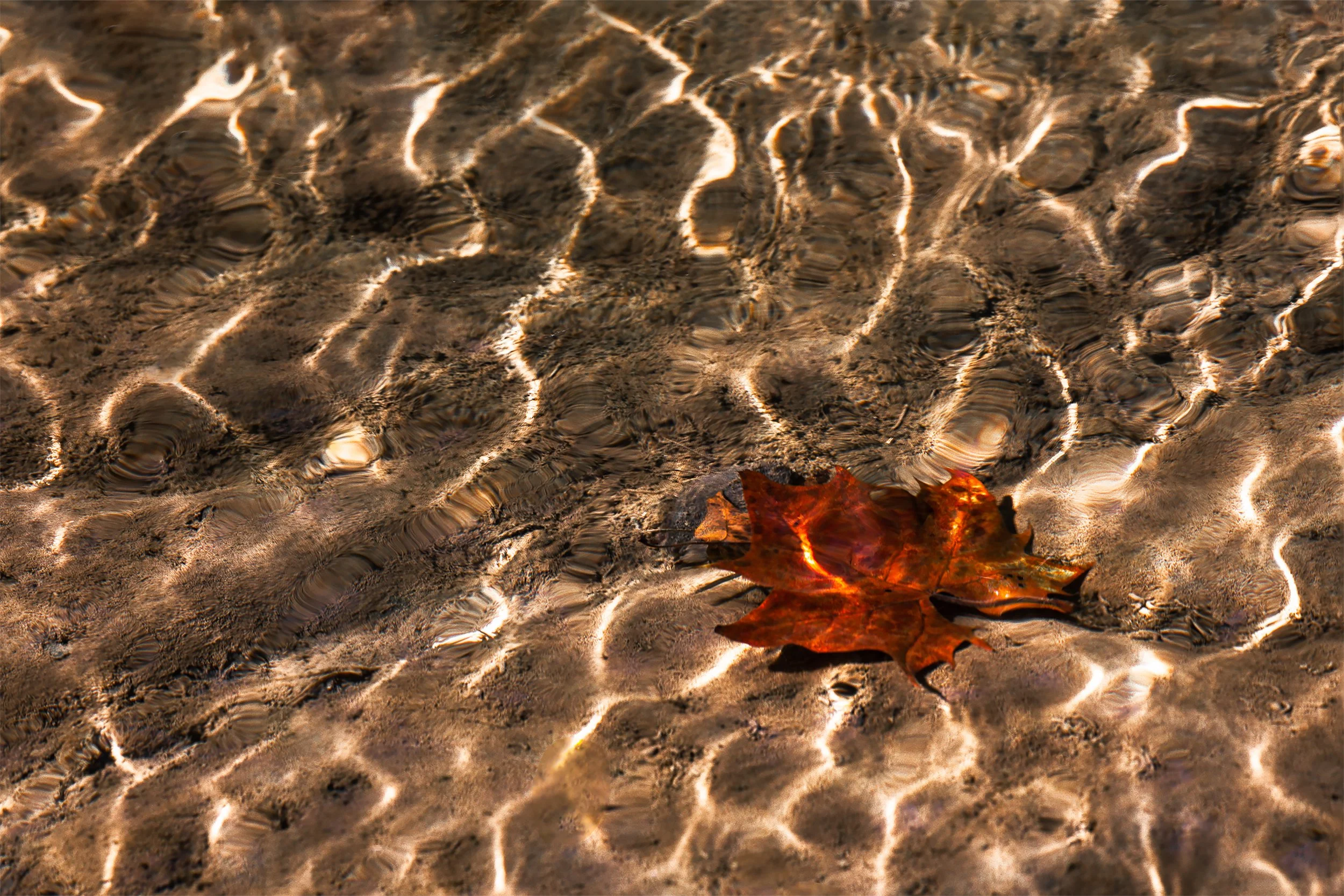 Sycamore Leaf w/Ripples