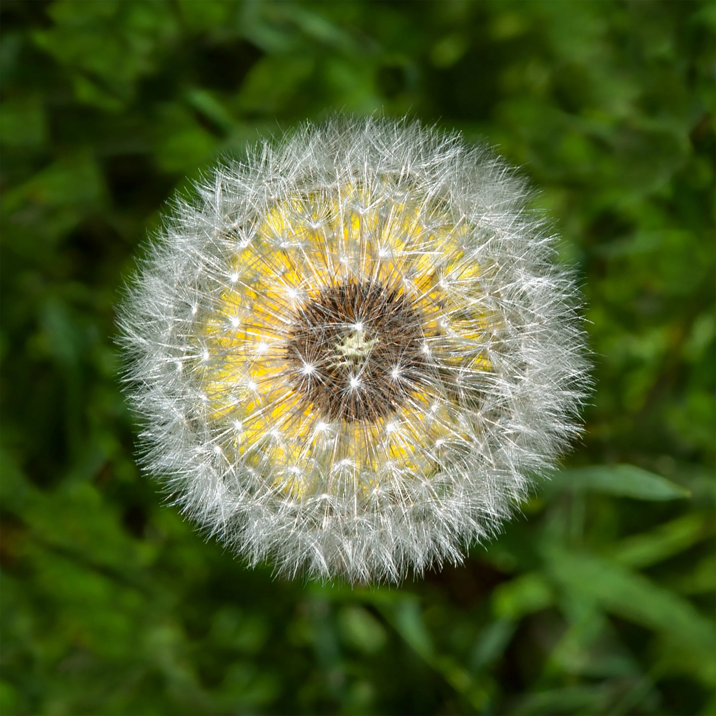 The Dandy - Dandelion Seed Pod Over Bloom