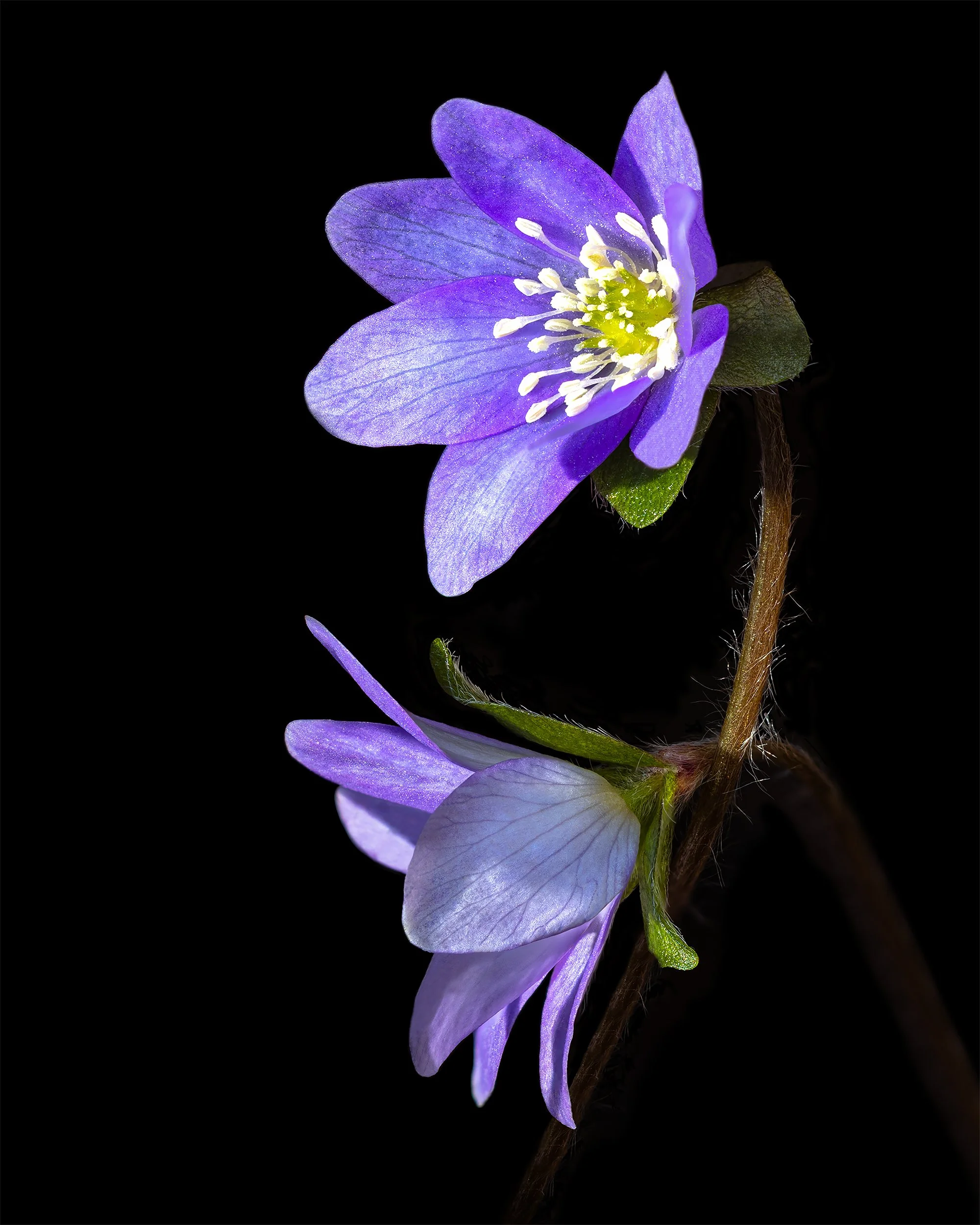 Hepatica #2 (Liverwort)