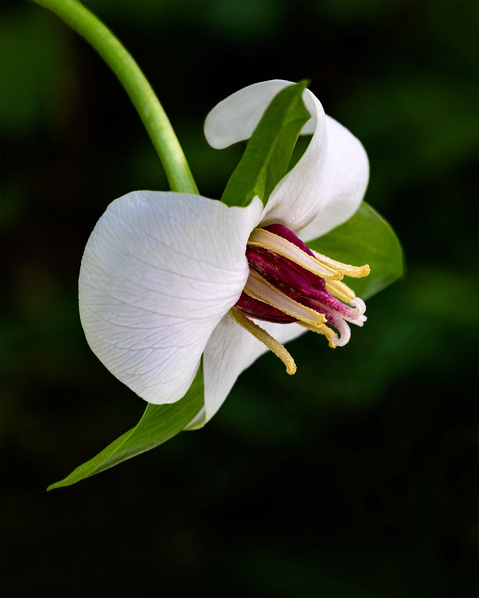 Drooping Trillium, White Form-Red Pistil