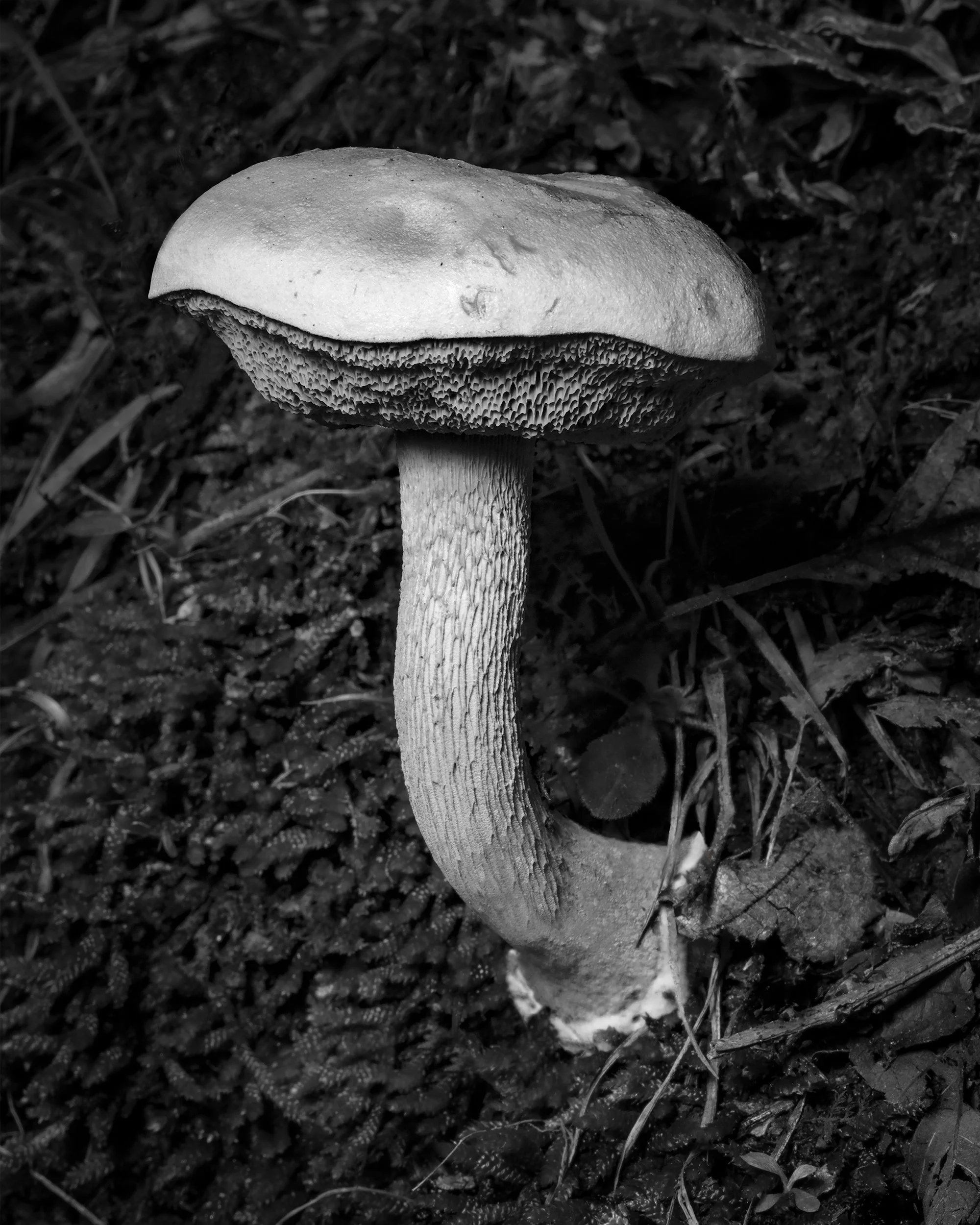 Toadstool #1
