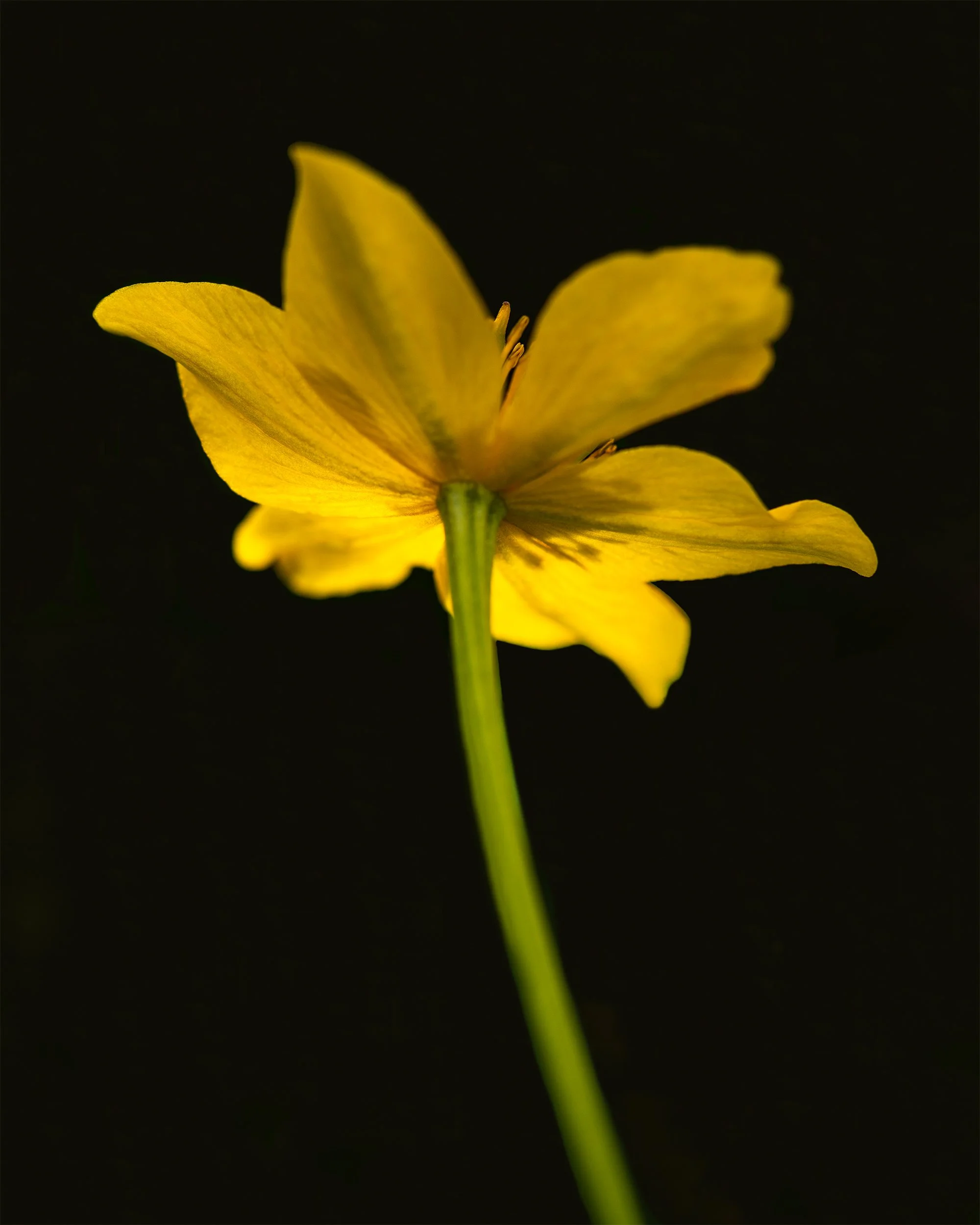 Marsh Marigold #1