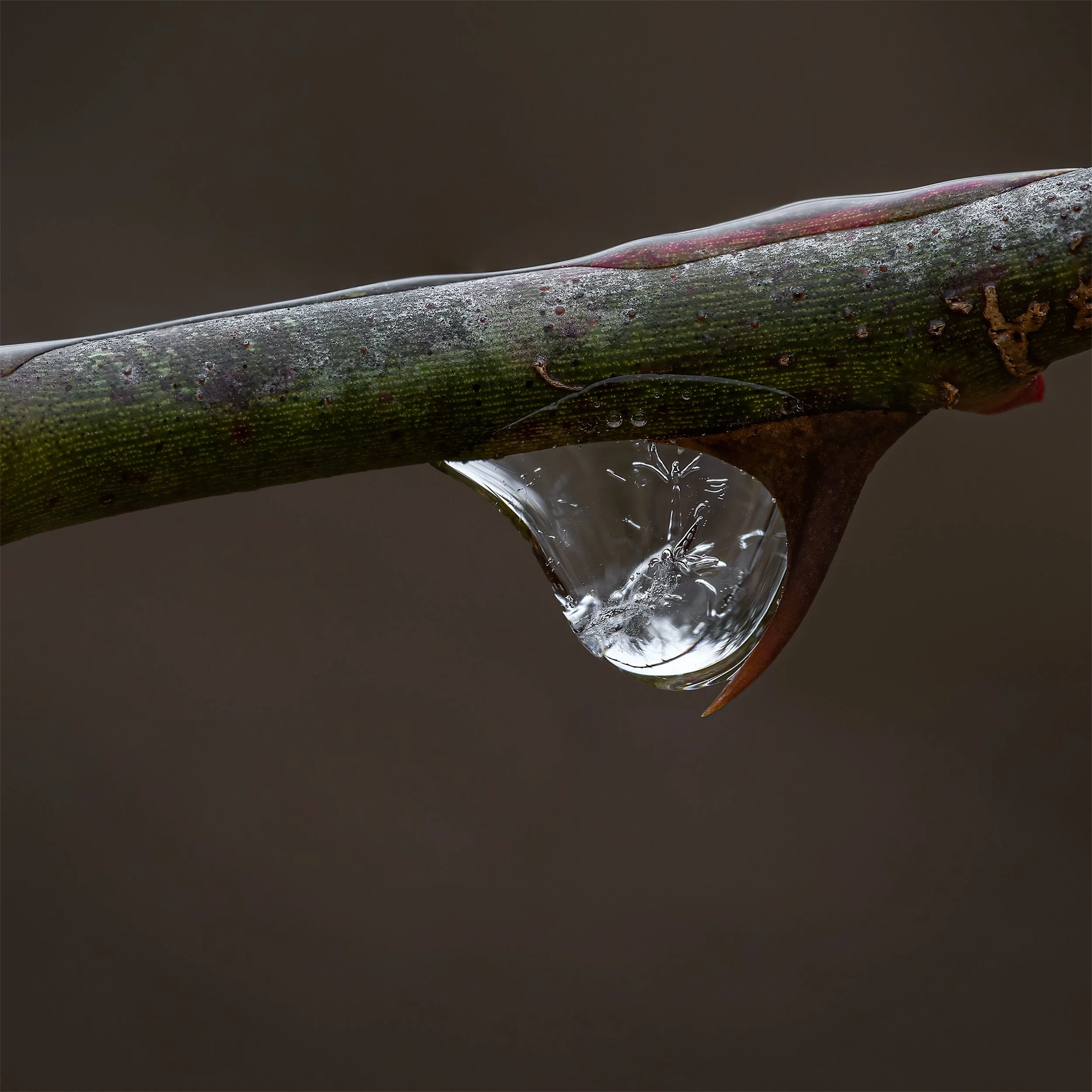 Ice and Wild Rose Thorn