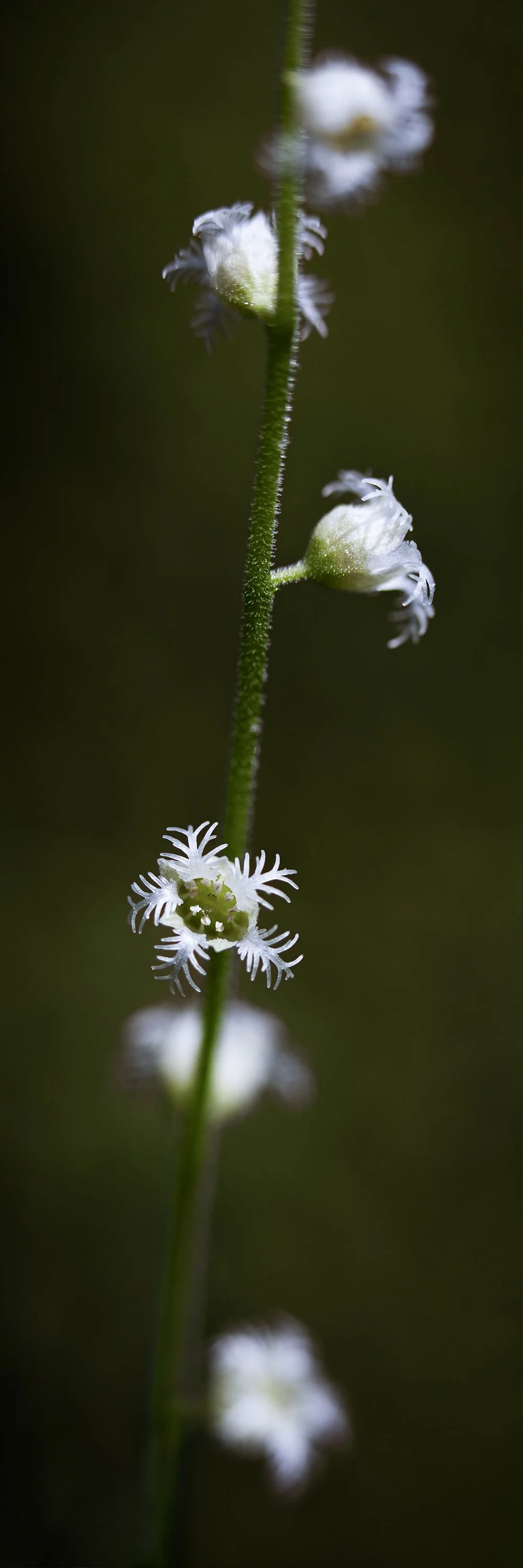 Two Leaf Miterwort #1 (Bishops Cap)