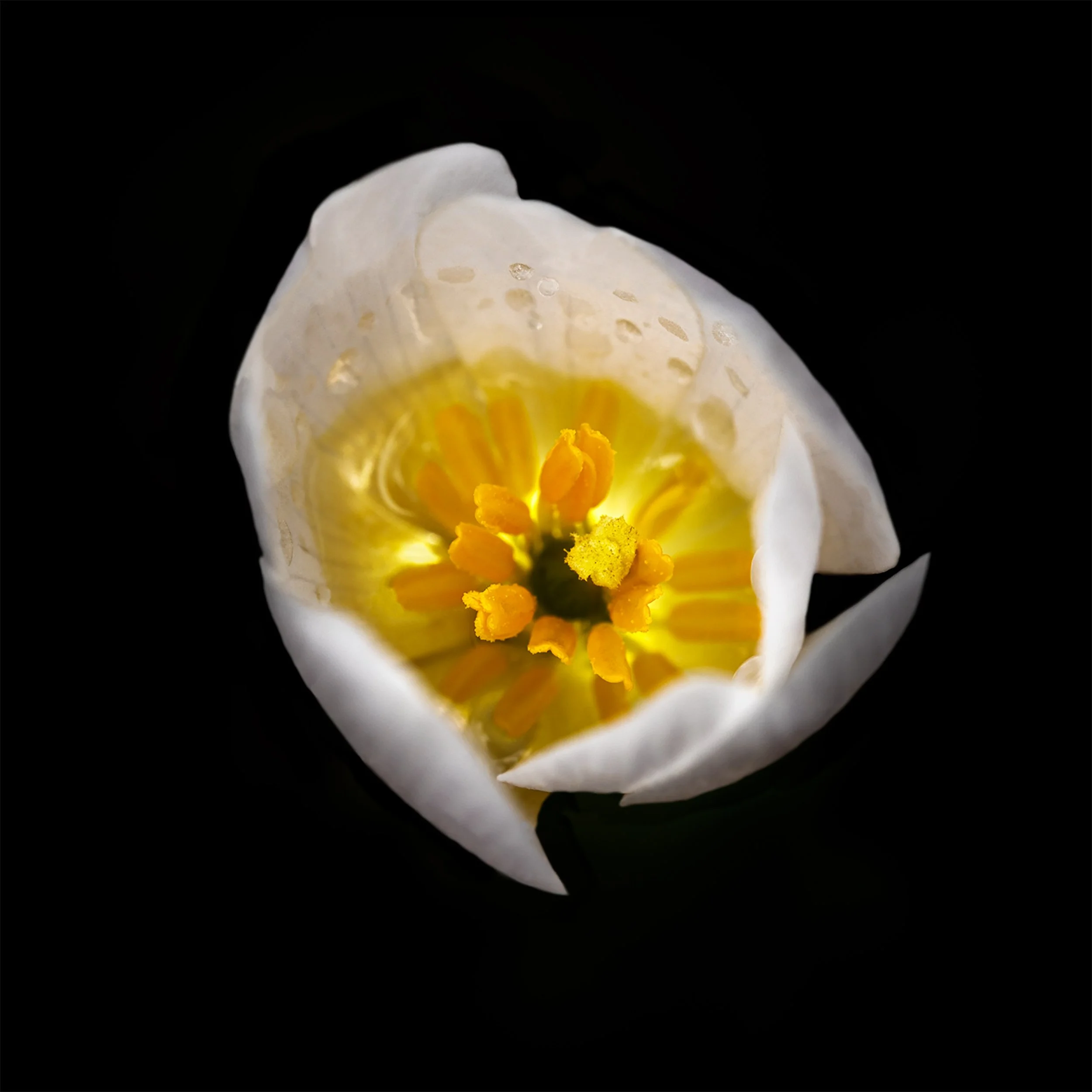 After a Spring Shower, Bloodroot