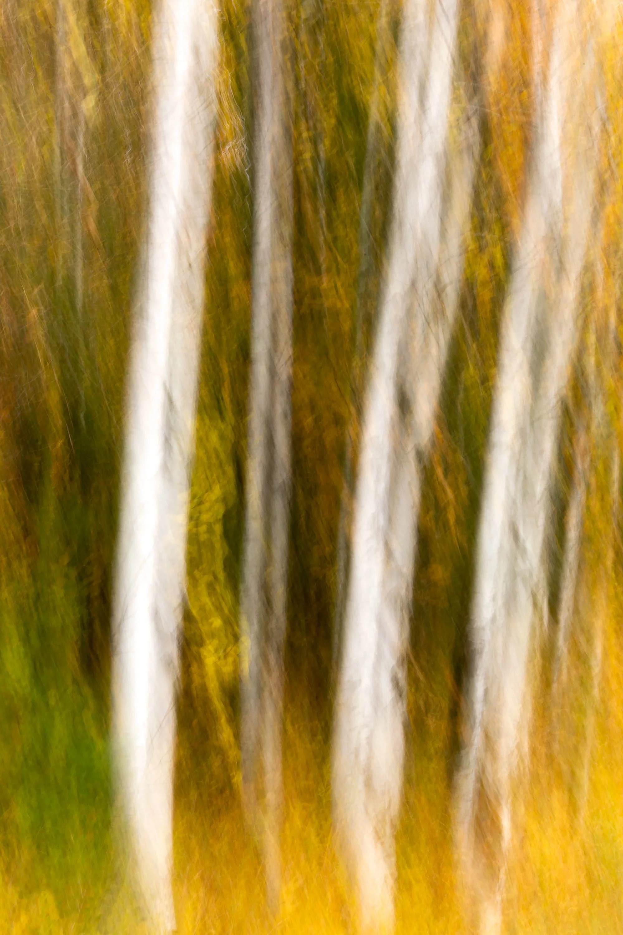Birch Trees #2