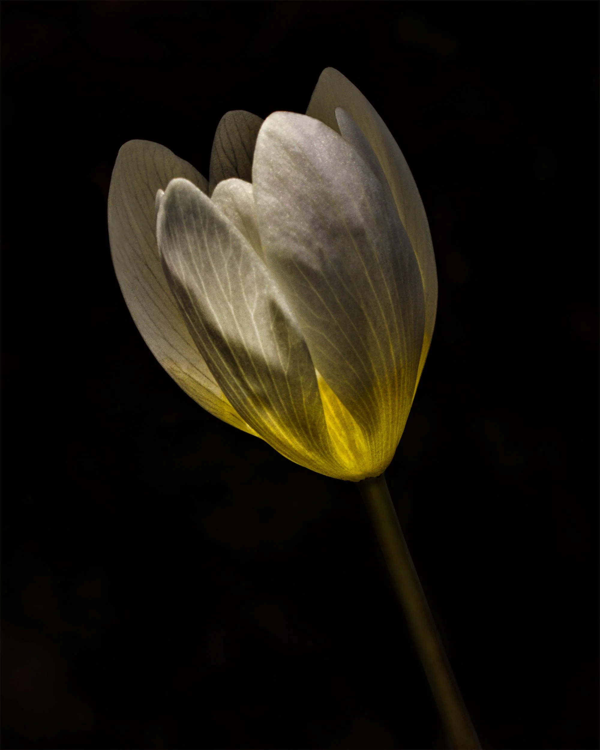 Water Refracting Light, Bloodroot 