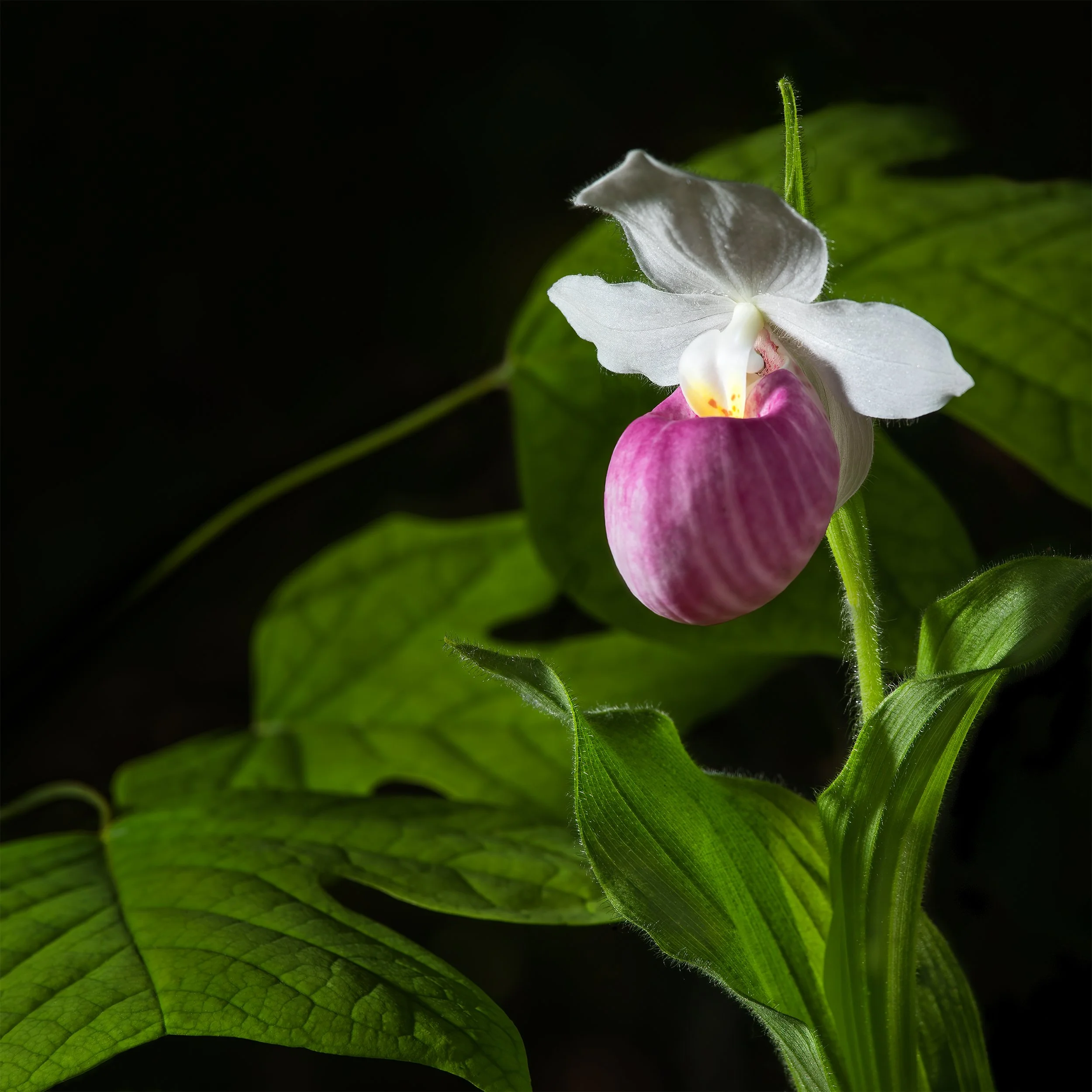 Showy Lady's Slipper and Tulip Poplar