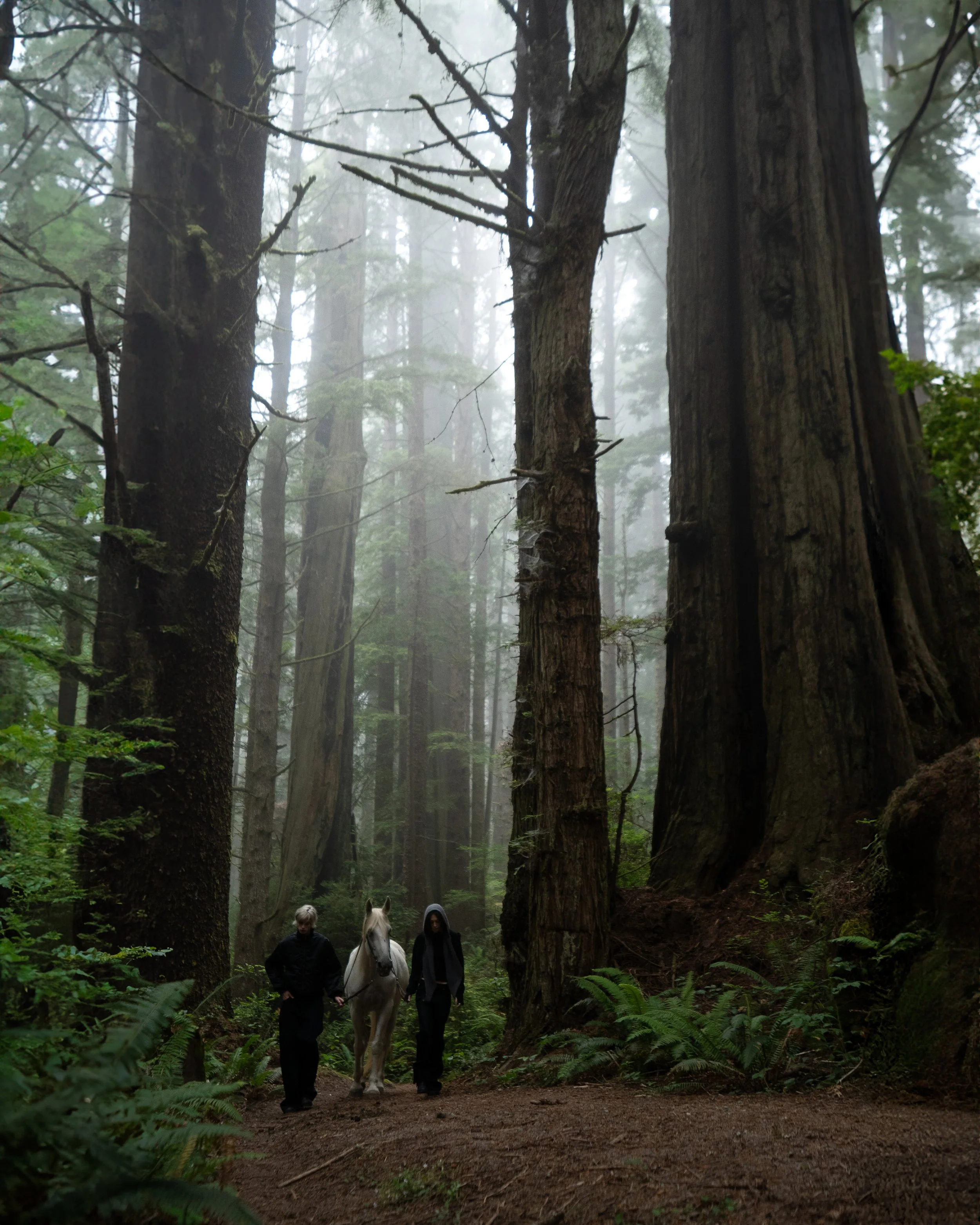 CWG02207 (BIG TREE).jpg