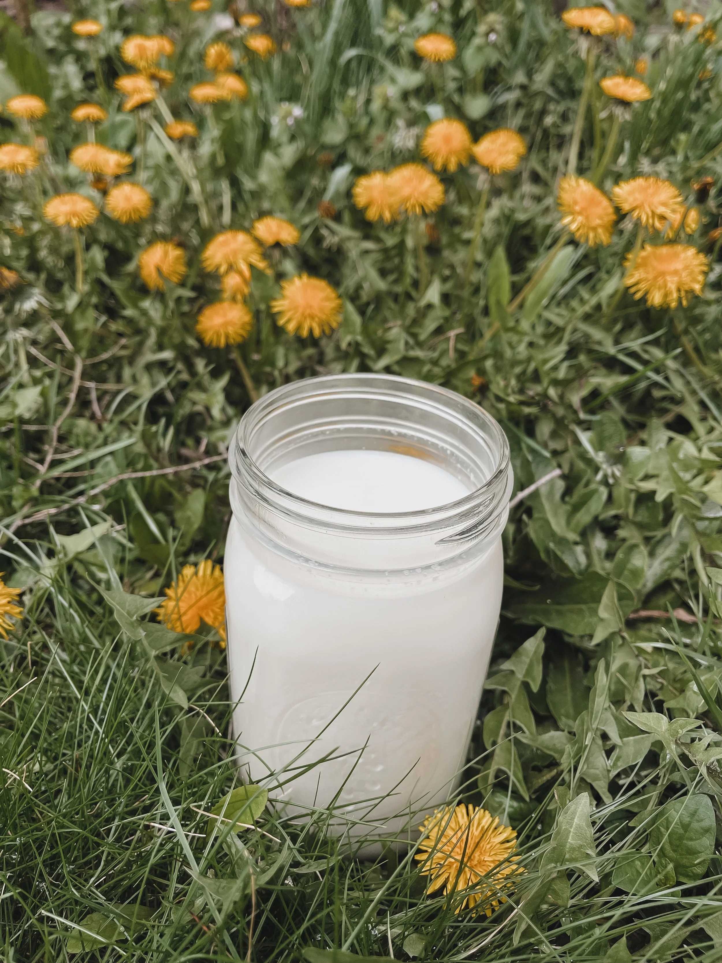 What You Need To Know About Raw Milk, Dairy &amp; Pasteurization | Christian Homemaking