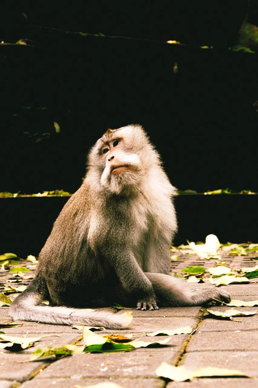 bali-129 Large.jpeg