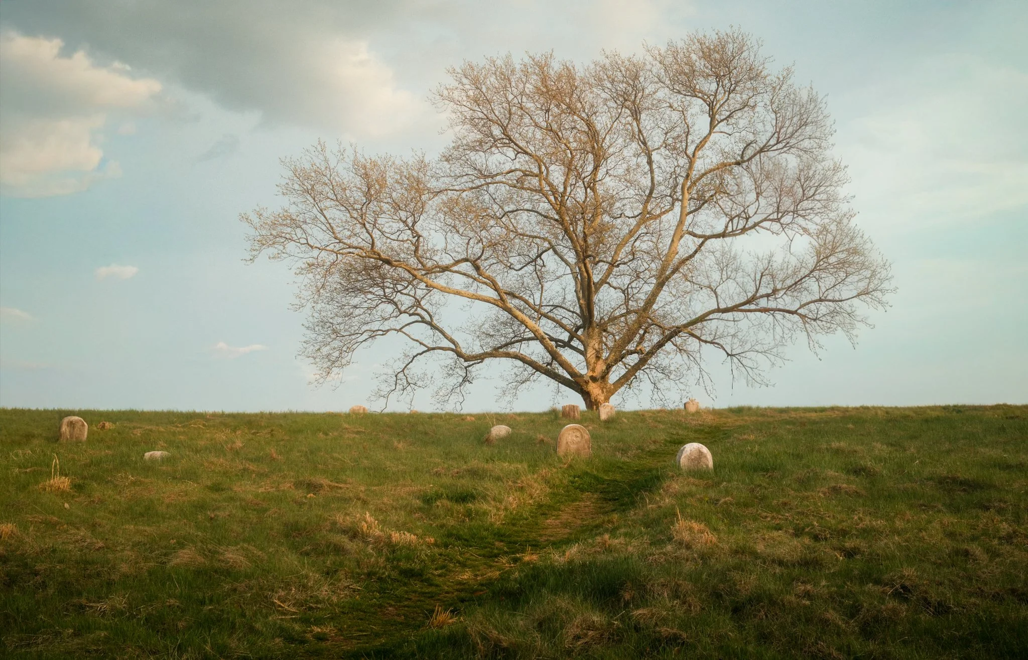 Hallowed Oak (Small).jpg