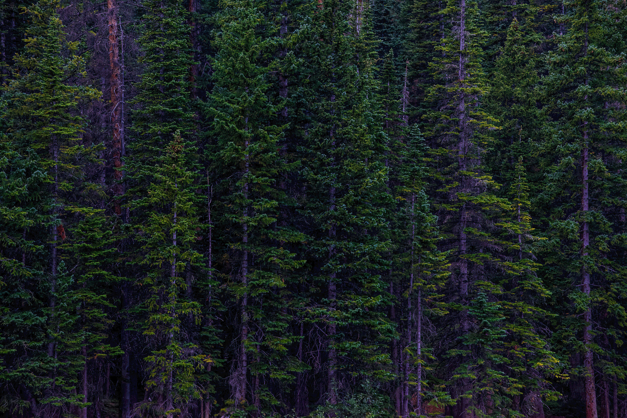 IMG_1343.gif