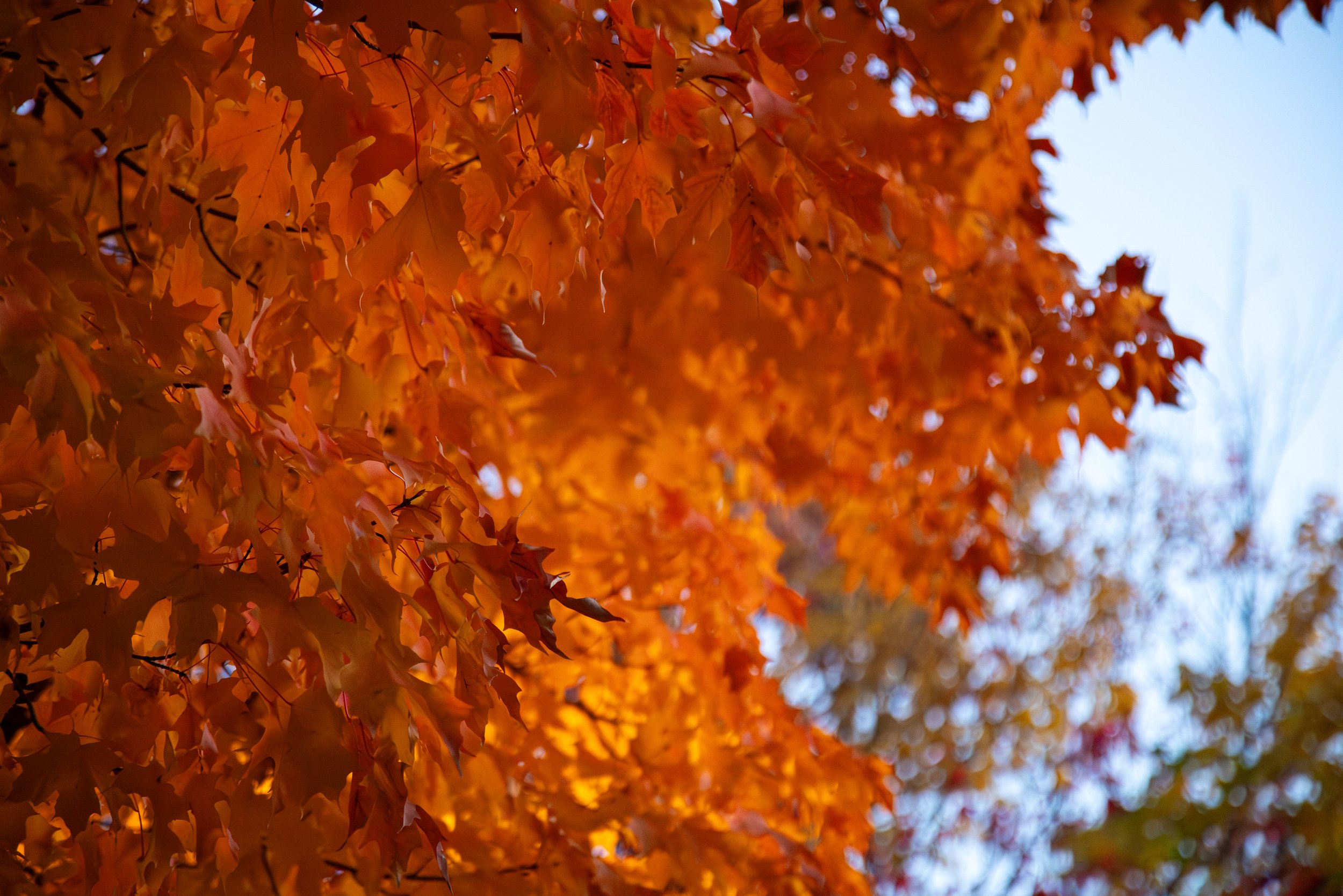 696A4258r.jpg