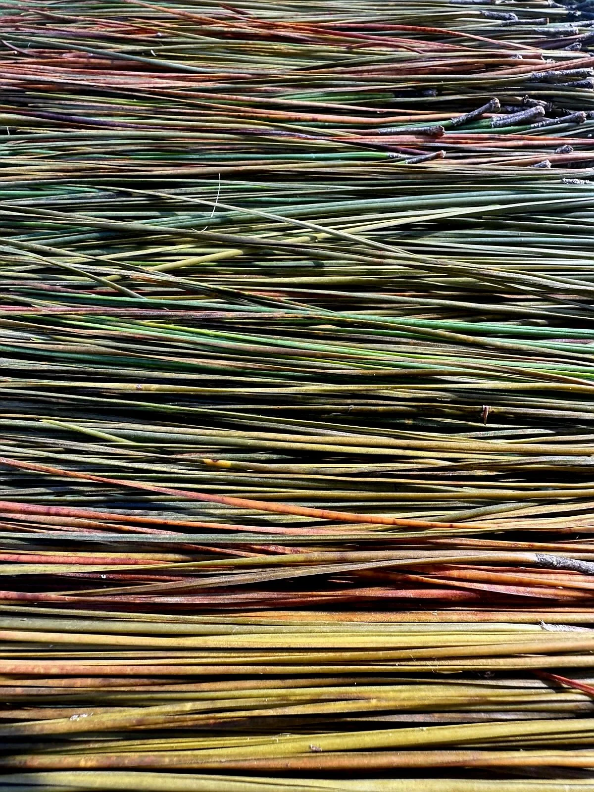 Close-up of green, brown, and reddish pine needle stems or reeds arranged horizontally.