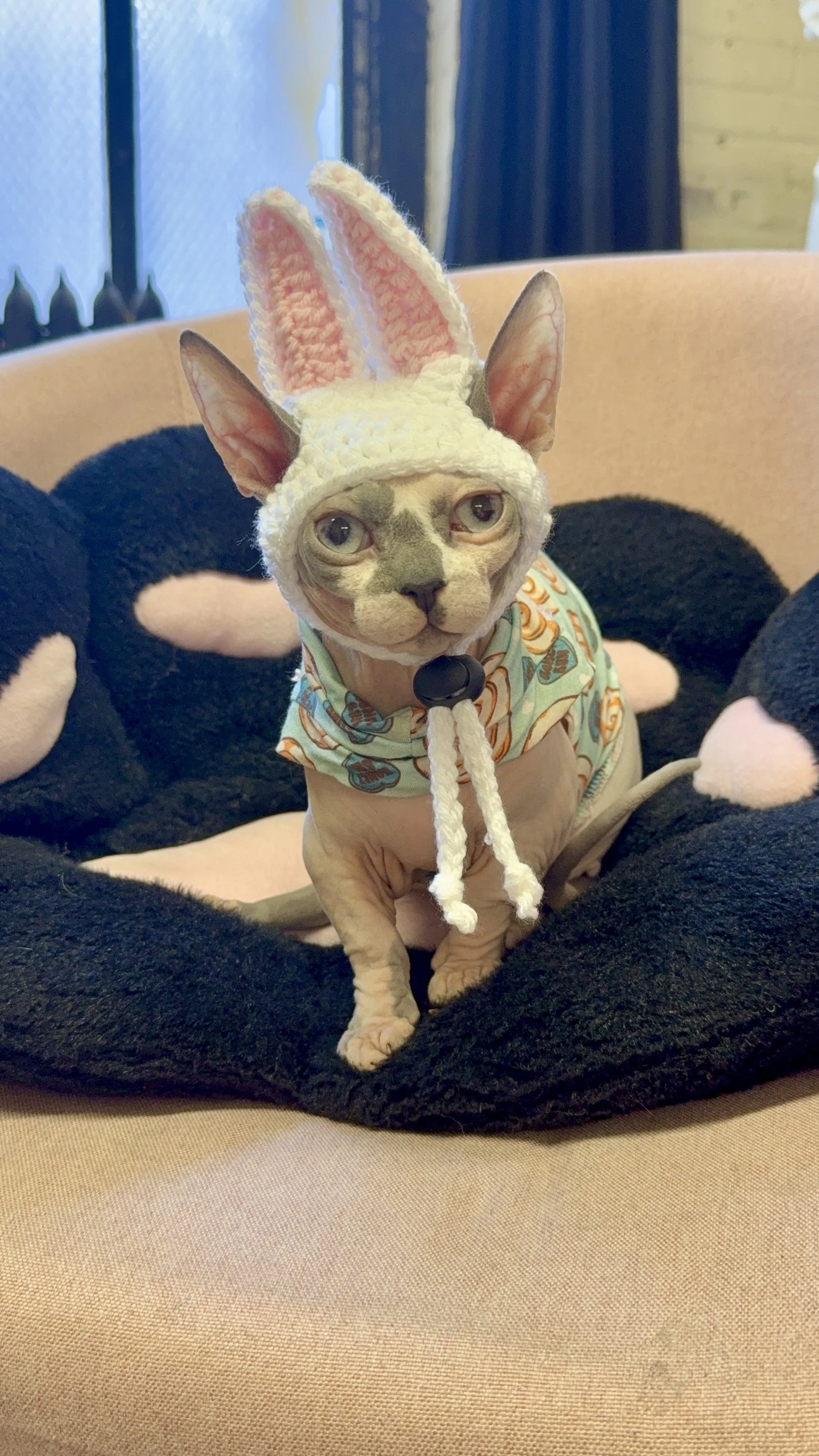 Sphynx cat wearing a white crocheted bunny ear hat with pink inner ears, sitting on a plush black pet bed for an Easter-themed photo.