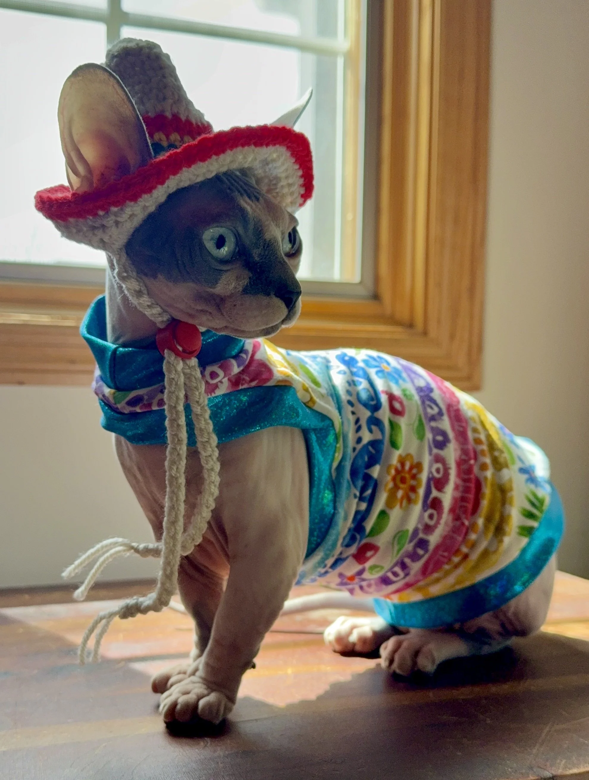 A hairless cat wearing a colorful patterned shirt and a small crocheted sombrero hat with red and white trim, sitting on a wooden surface in front of a sunlit window.